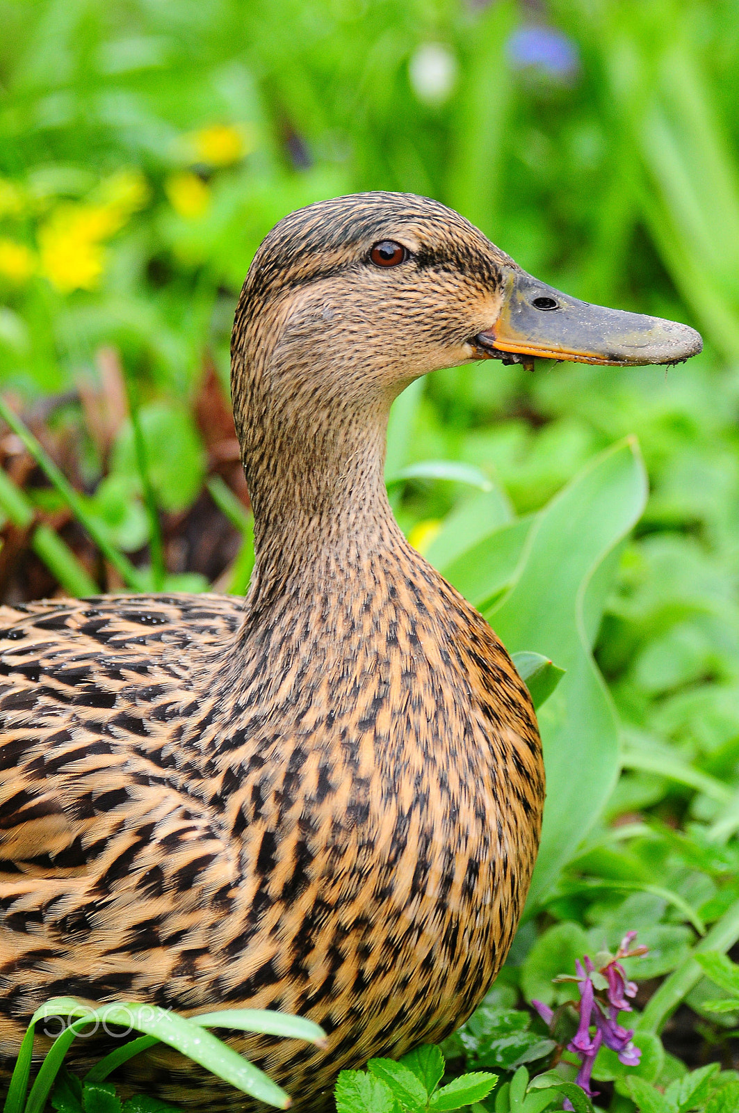 Nikon D300 sample photo. Mallard photography