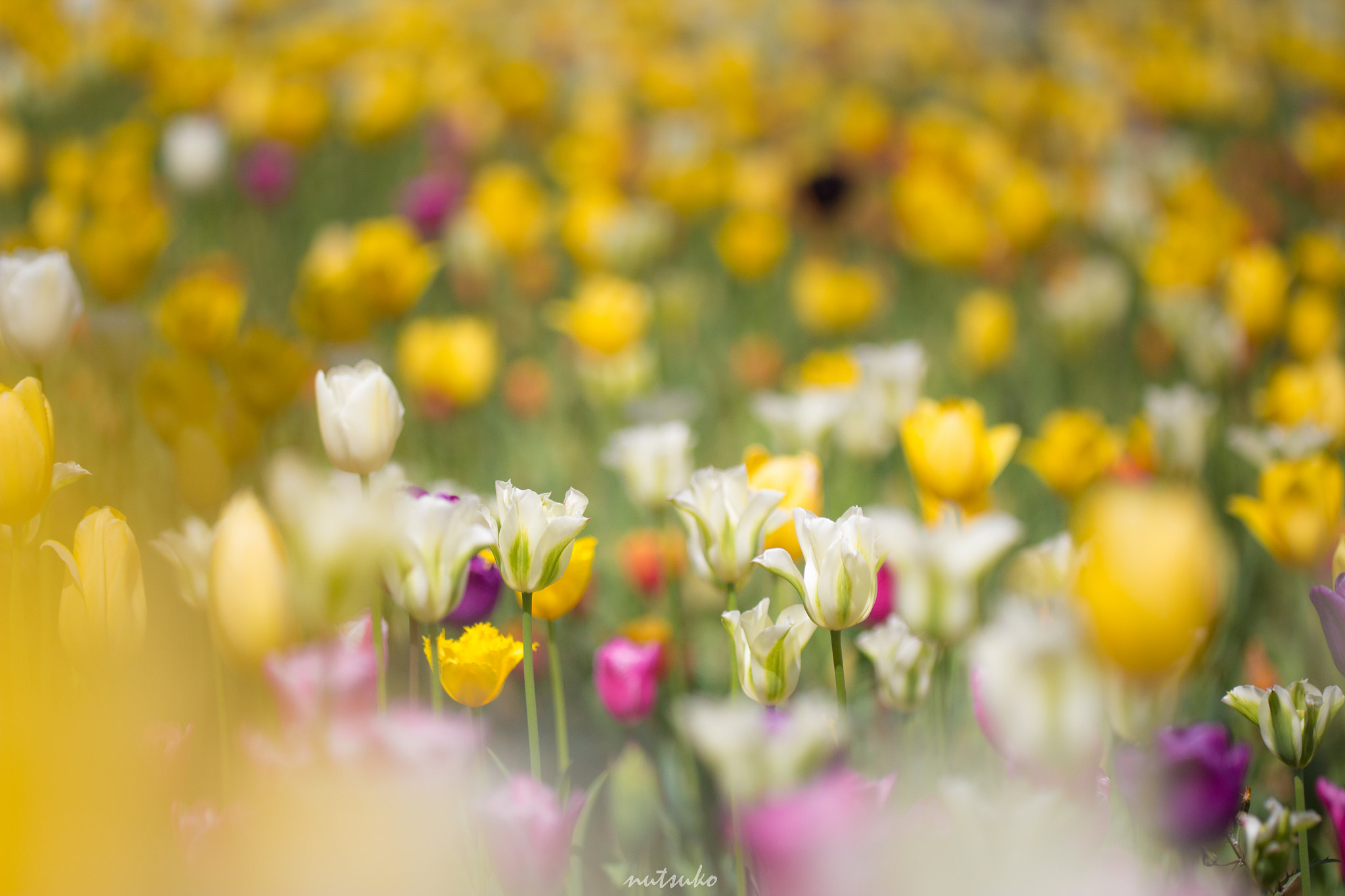 Sigma APO Macro 150mm f/2.8 EX DG HSM sample photo. Img photography