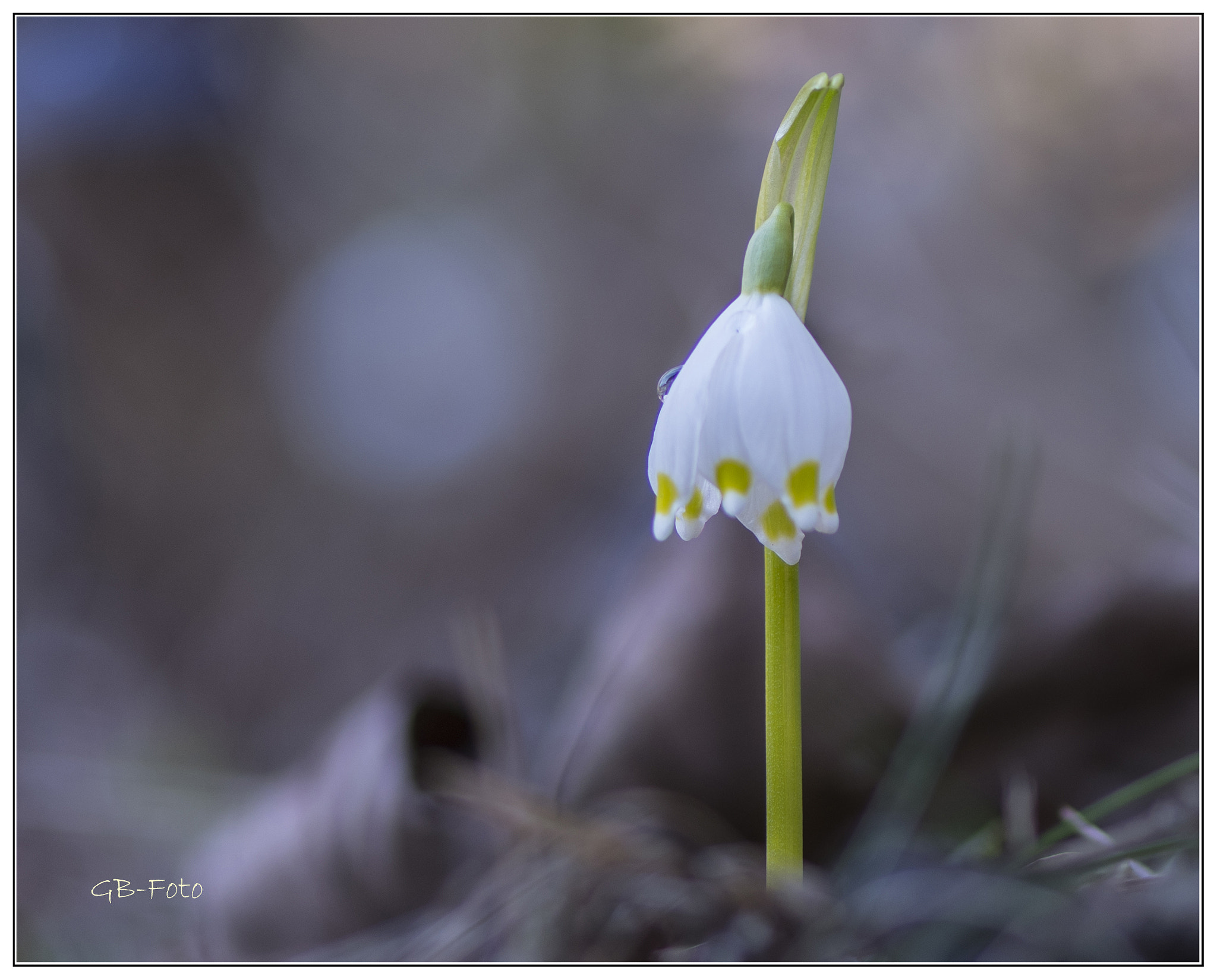 Nikon AF-S Micro-Nikkor 105mm F2.8G IF-ED VR sample photo. Frühlingsgefühle photography