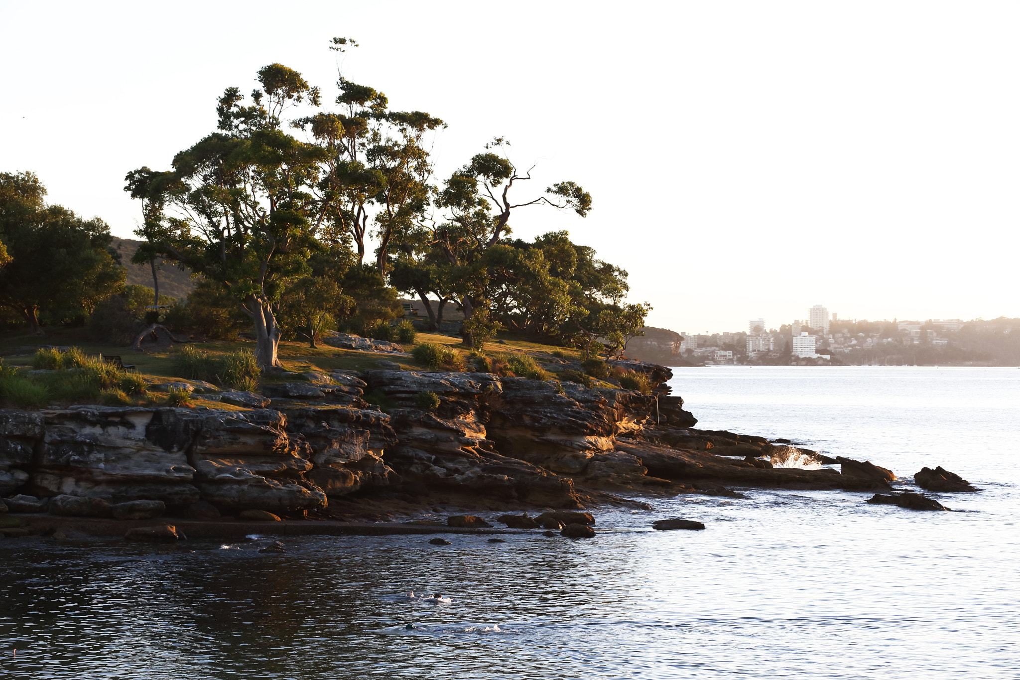 Canon EOS-1D C sample photo. Balmoral beach gumtrees photography