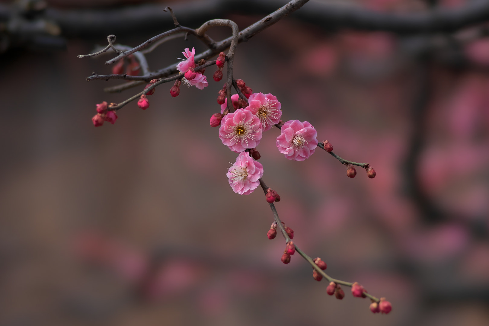 Sony a7 + 135mm F2.8[T4.5] STF sample photo. Pink plum photography