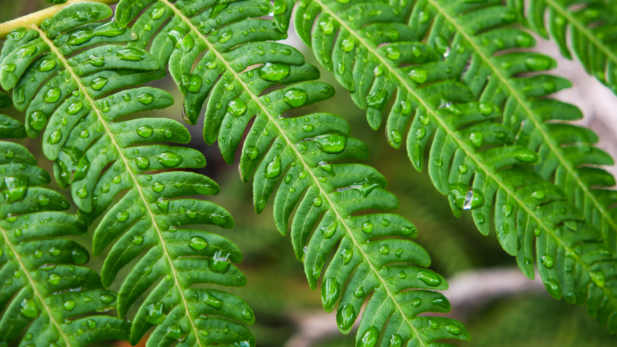 Samsung NX500 + Samsung NX 16-50mm F3.5-5.6 Power Zoom ED OIS sample photo. Fern photography