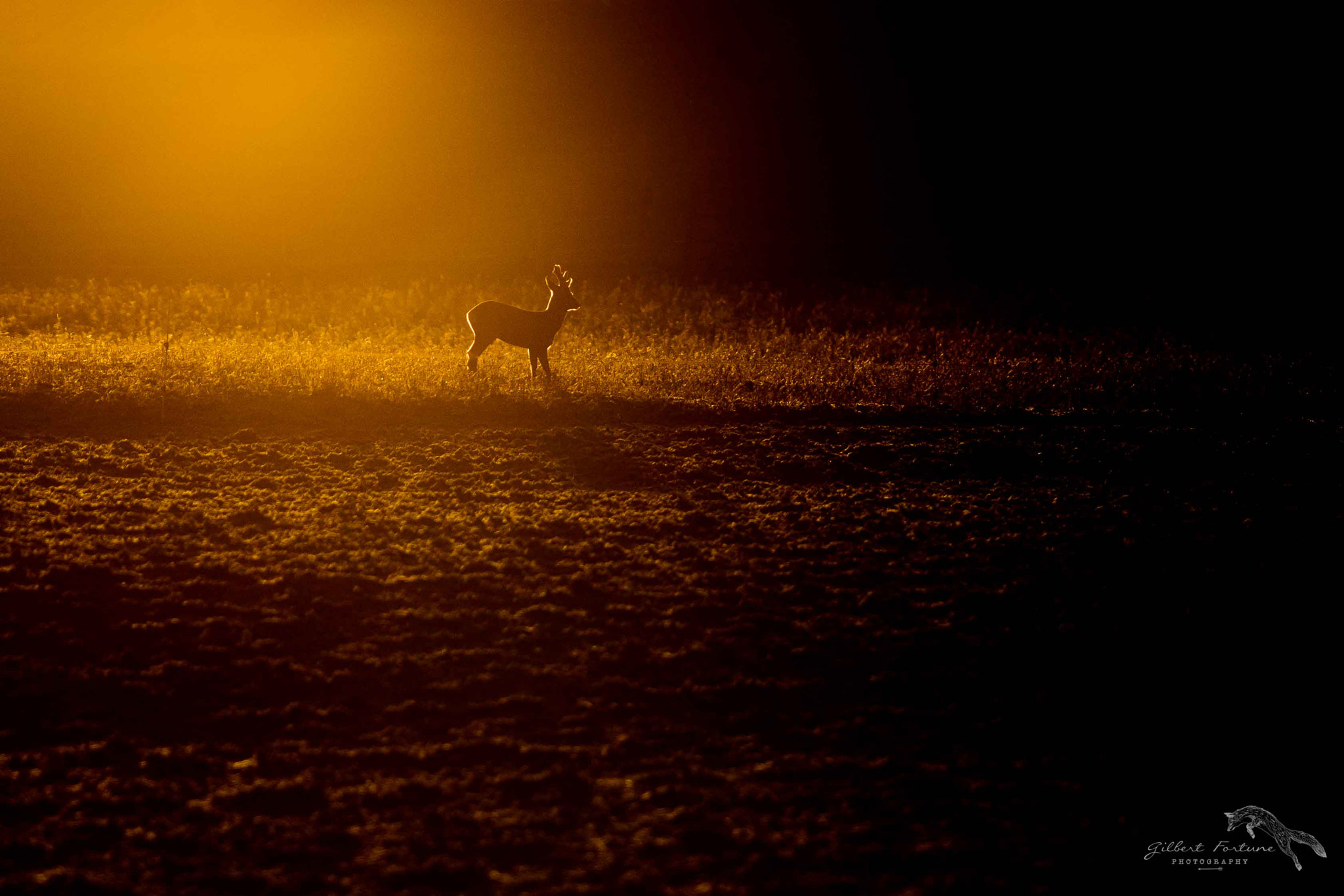 Nikon AF-S Nikkor 300mm F2.8G ED VR II sample photo. Ambiance matinale photography