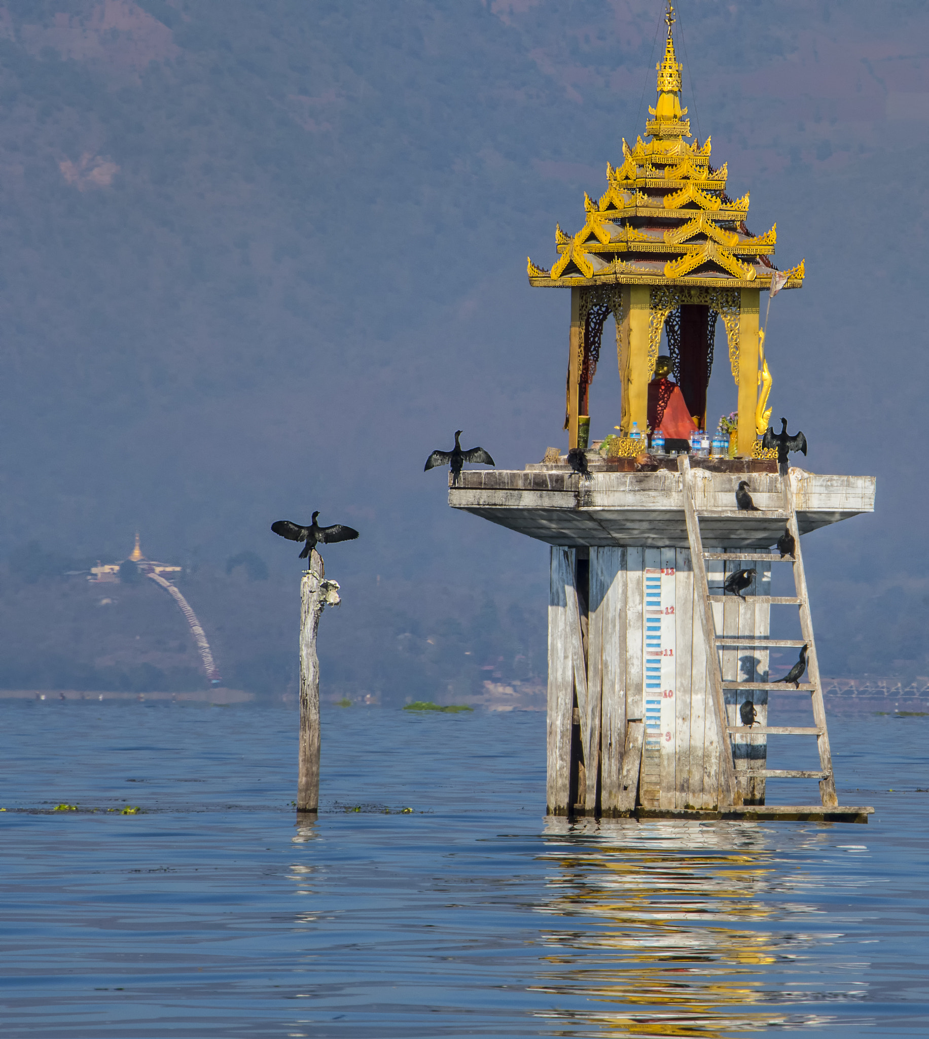 Nikon D500 sample photo. Cormorants and pagoda,mayamar photography