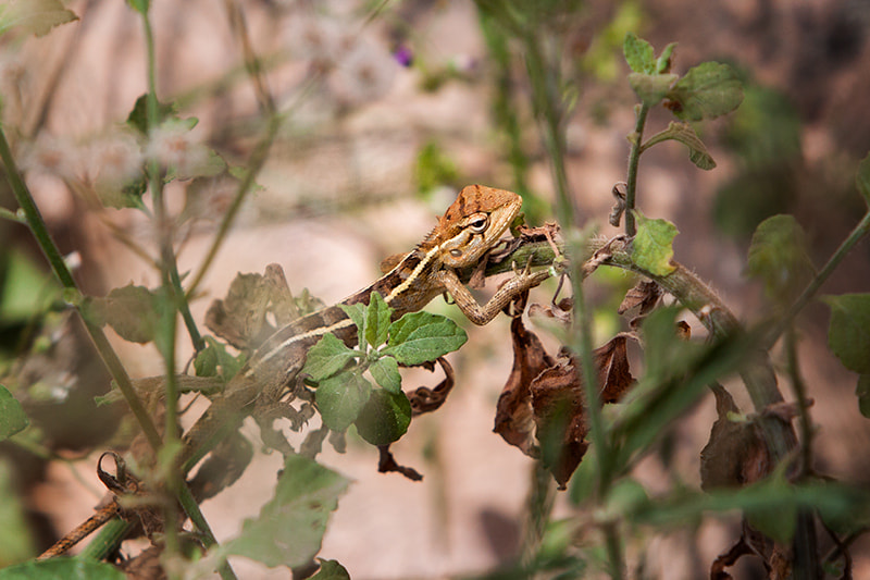 Canon EF 70-200mm F2.8L IS USM sample photo. This lizard photography