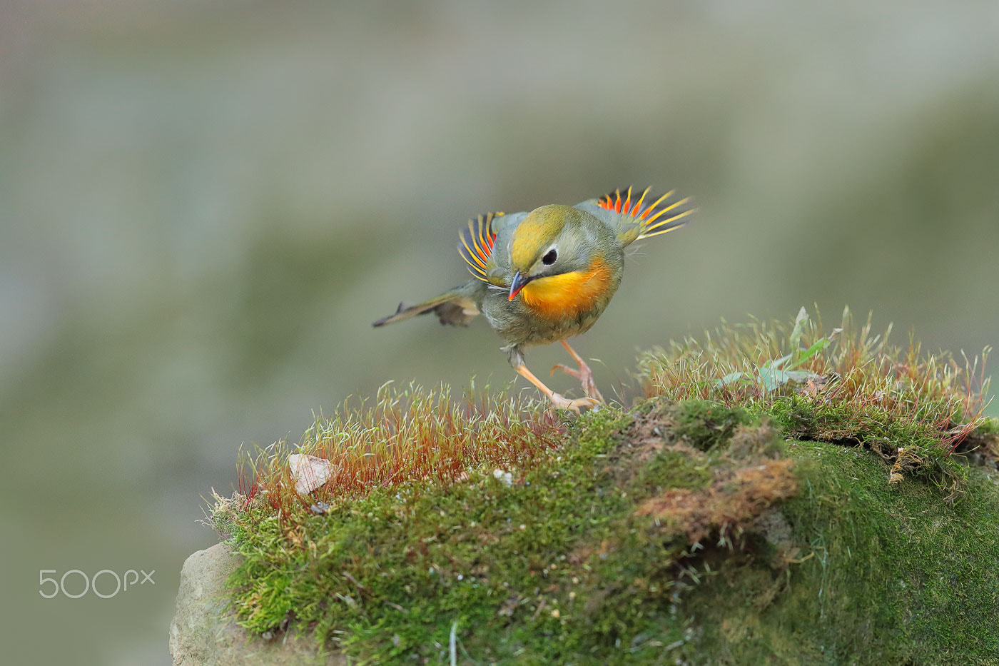 Canon EOS-1D X Mark II + Canon EF 600mm F4L IS II USM sample photo. Red-billed leiothrix photography