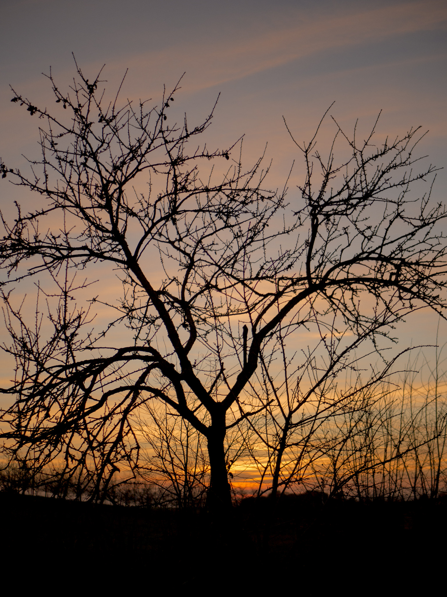 Olympus OM-D E-M10 II + LUMIX G 25/F1.7 sample photo. Sunset and nude tree photography