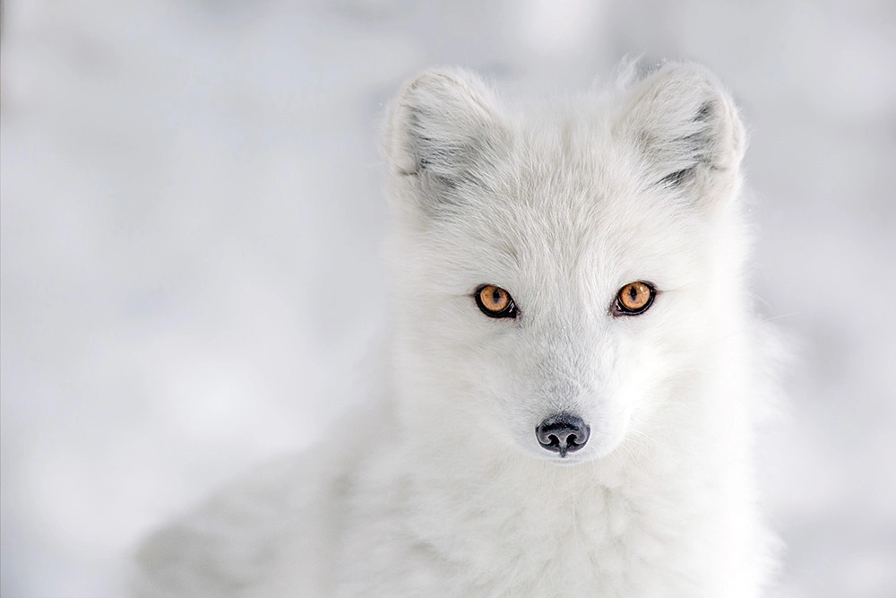 Arctic Eyes by Hisham Atallah on 500px.com