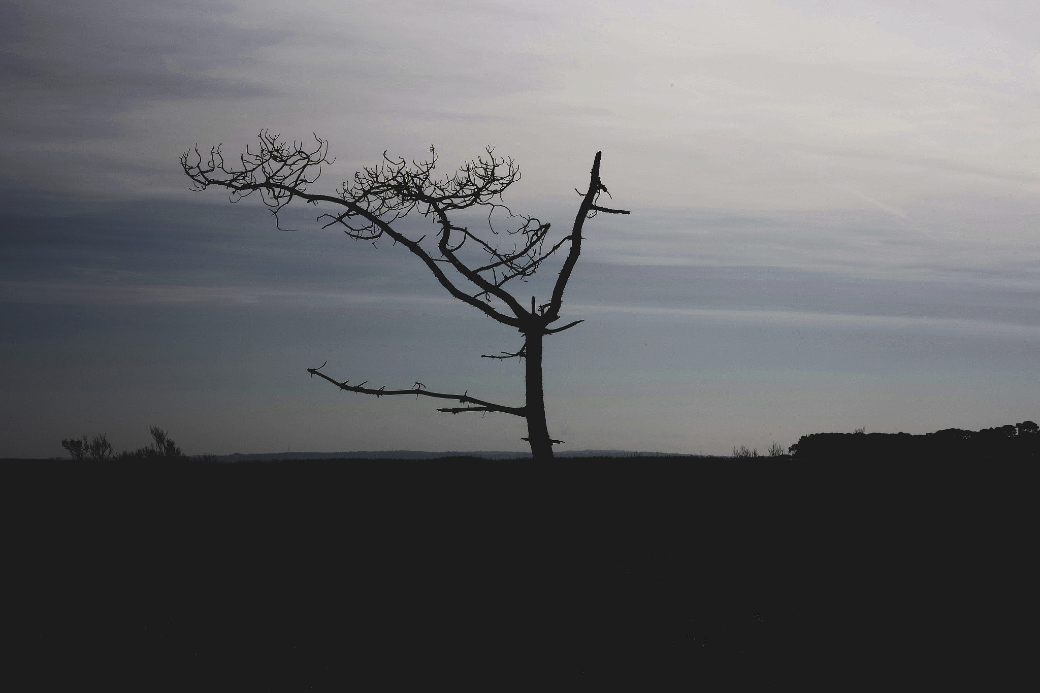 Canon EOS 6D sample photo. Tree in the nature photography