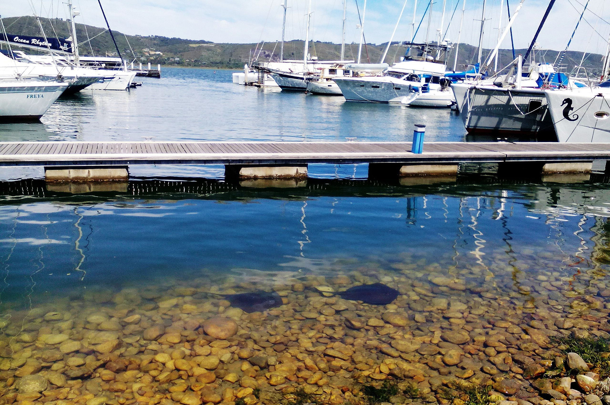 Lenovo A5500-H sample photo. Stingrays photography