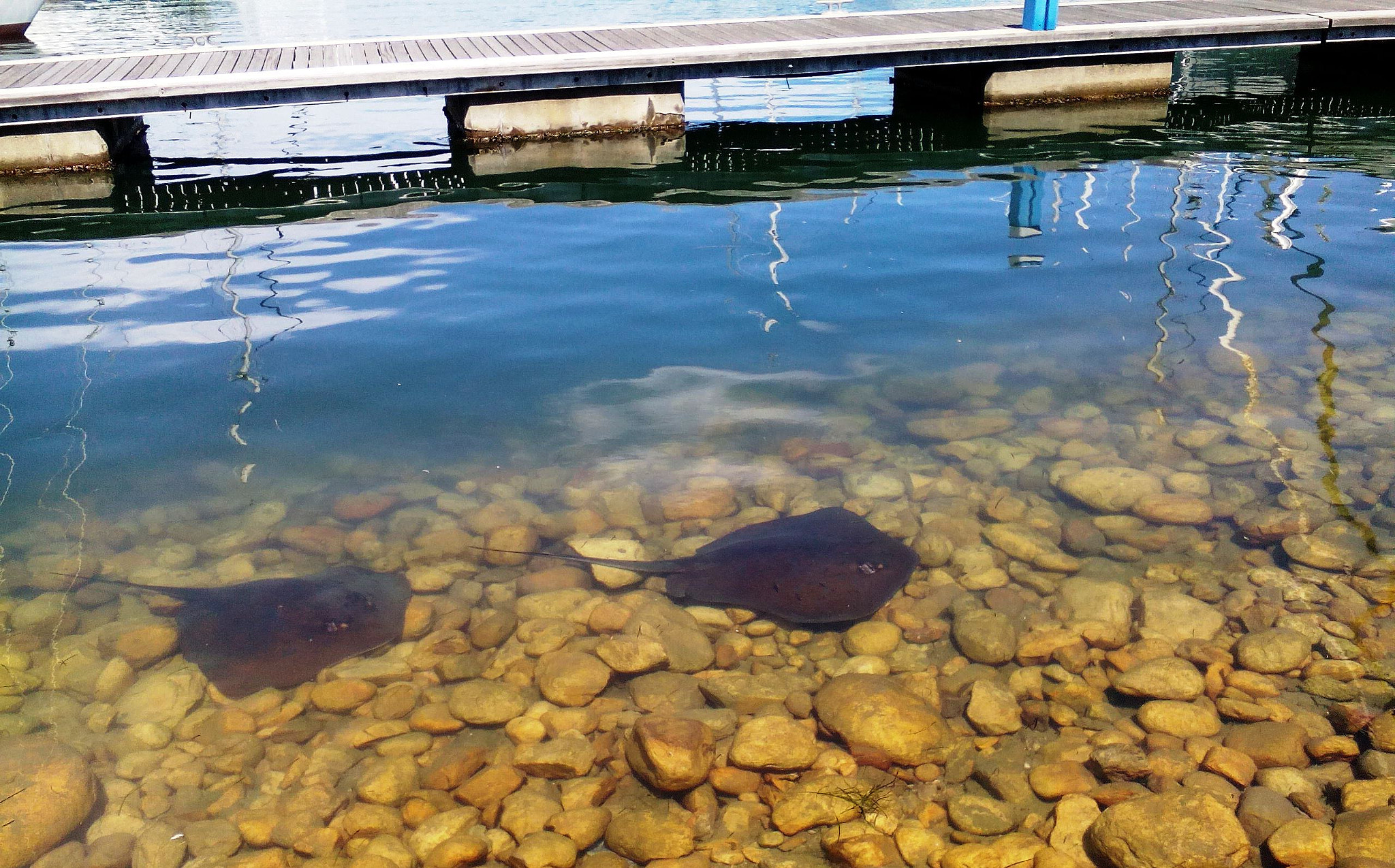 Lenovo A5500-H sample photo. Stingrays photography