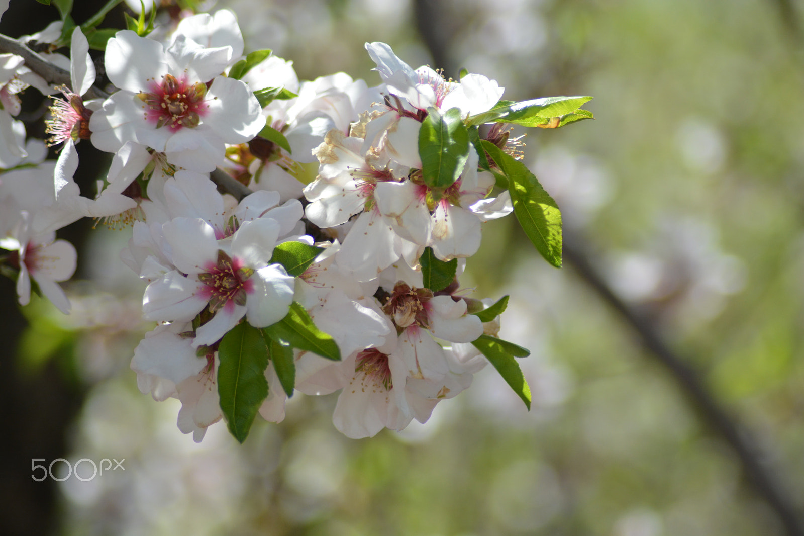 Tamron AF 70-300mm F4-5.6 Di LD Macro sample photo. Spring again photography