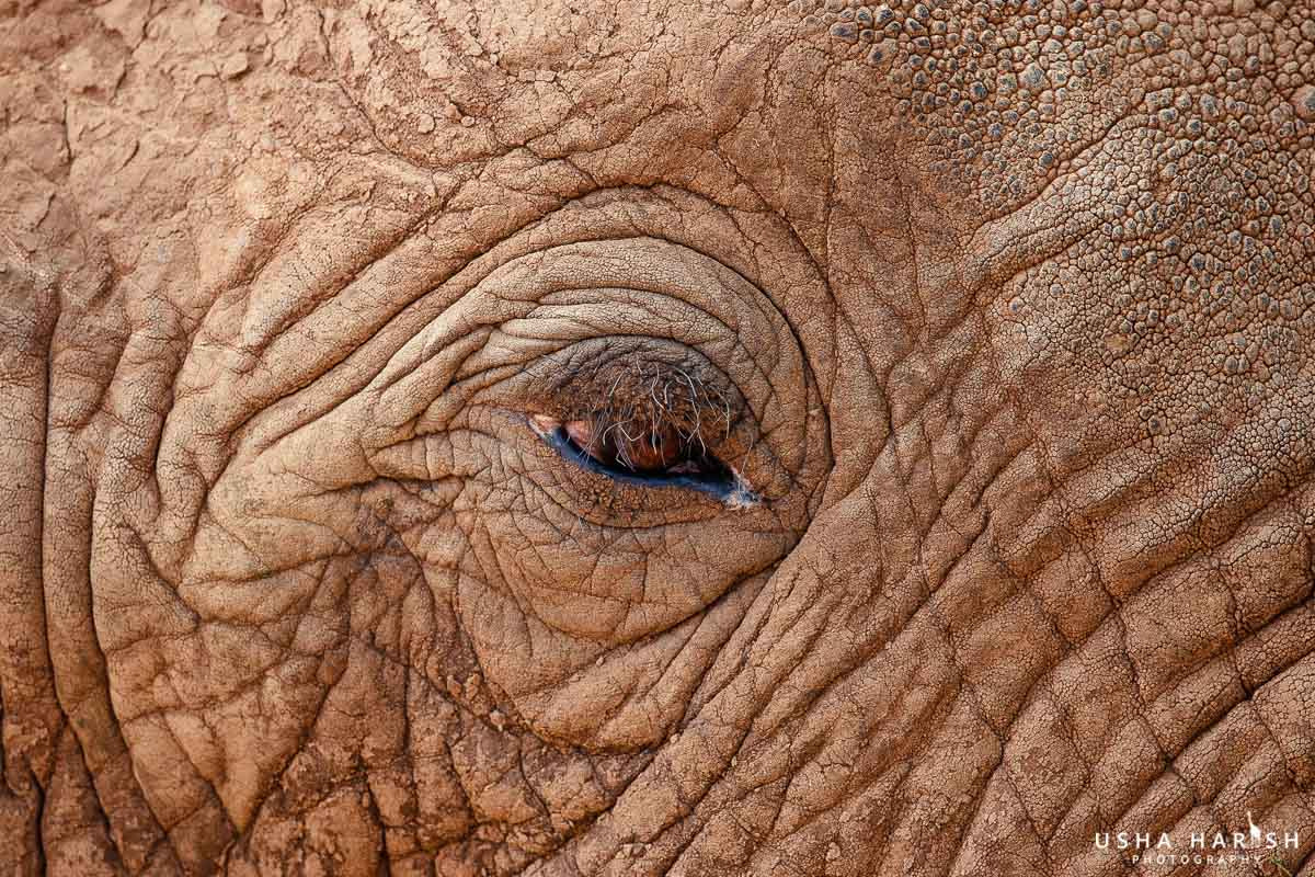 Canon EF 500mm F4L IS II USM sample photo. Eye of an elephant photography