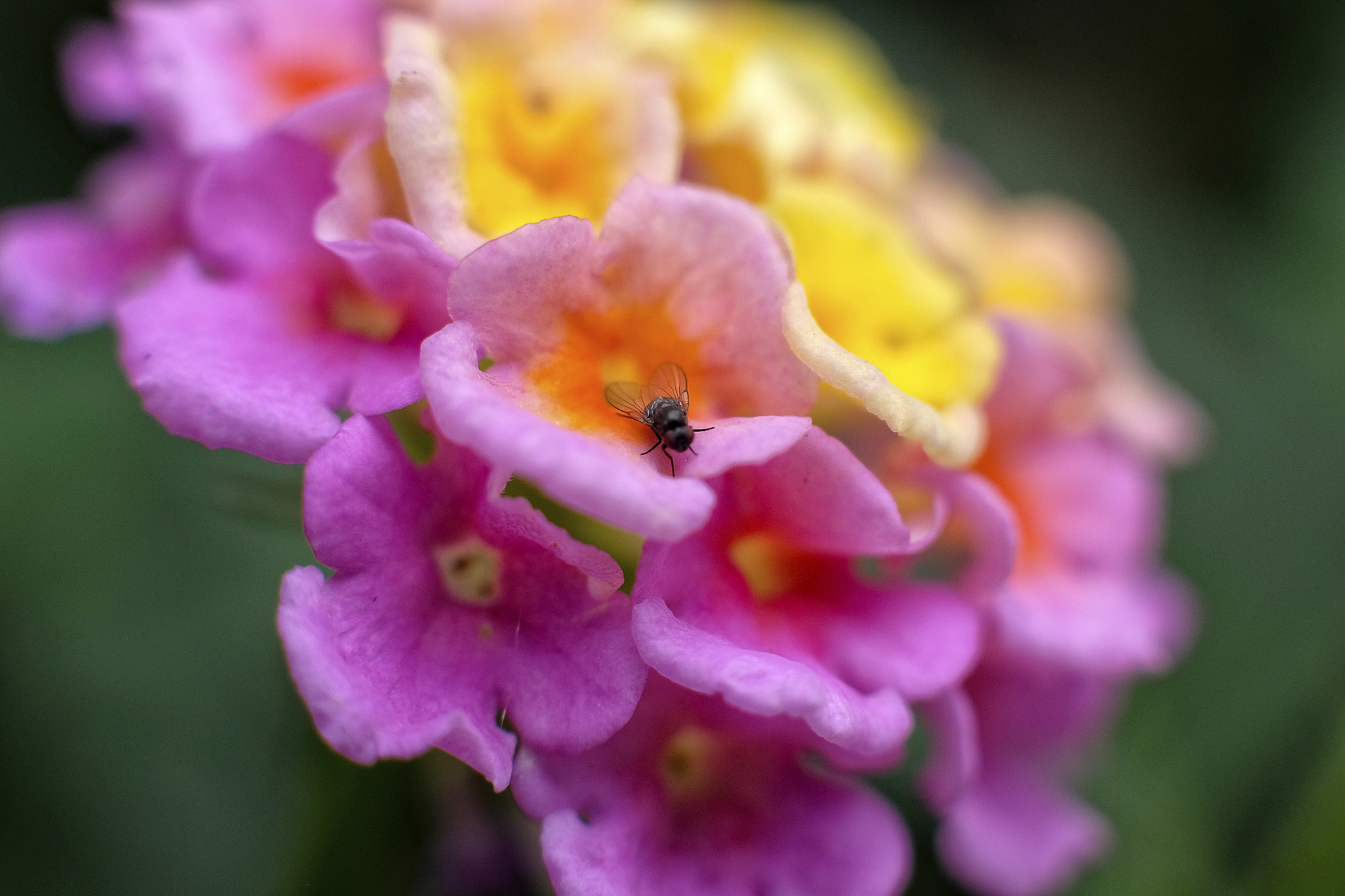 Fujifilm X-E2 + Fujifilm XF 35mm F1.4 R sample photo. Busy fly photography