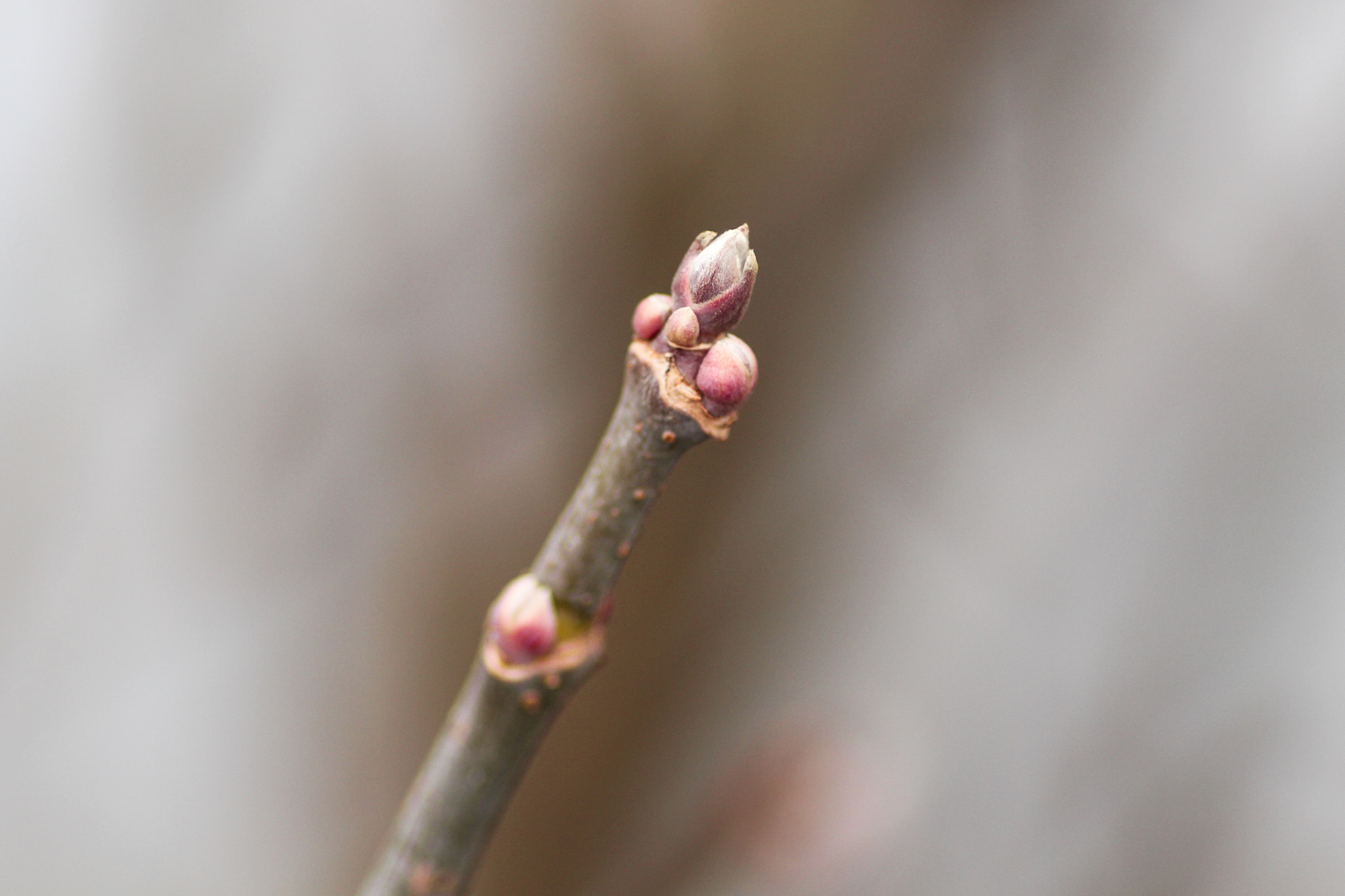Canon EOS 700D (EOS Rebel T5i / EOS Kiss X7i) + Tamron SP AF 90mm F2.8 Di Macro sample photo. Bud photography