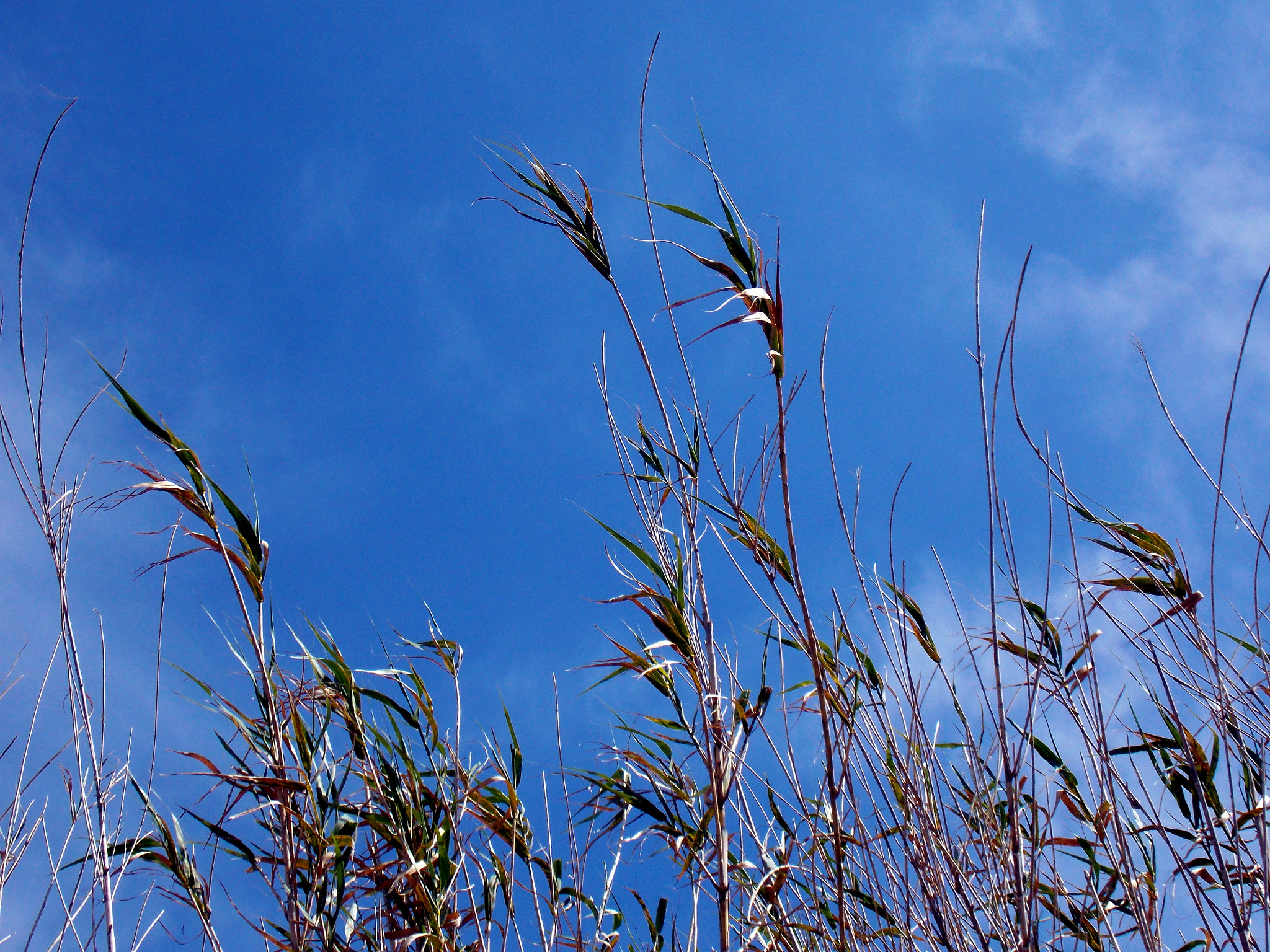 Nikon COOLPIX L320 sample photo. Sky photography