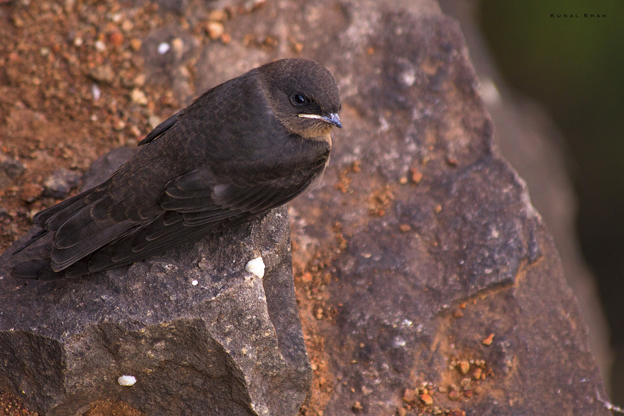Canon EF 70-300mm F4-5.6 IS USM sample photo. Dusky crag martin photography