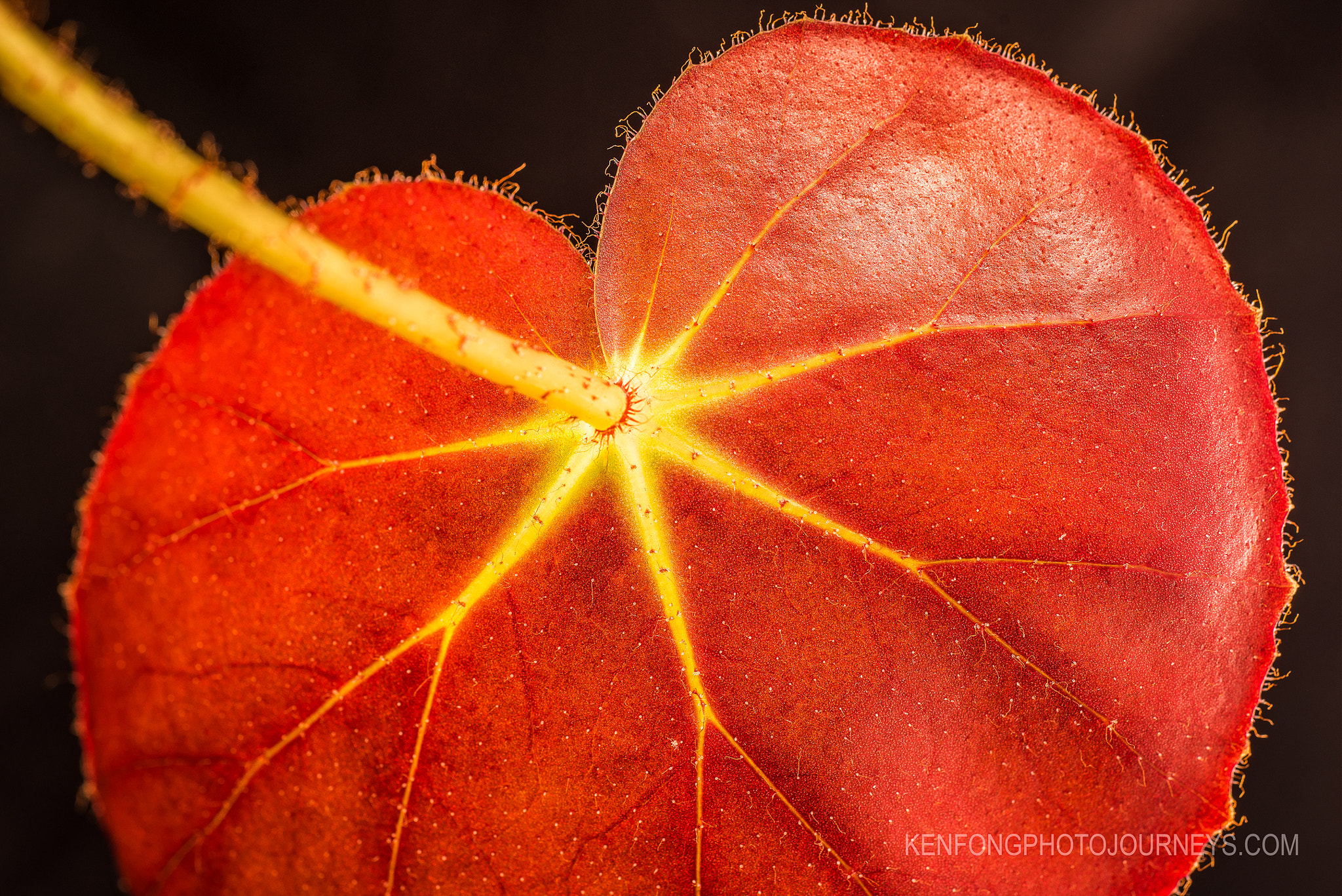 Sony a7R + Sony FE 90mm F2.8 Macro G OSS sample photo. Houseplant 1 photography