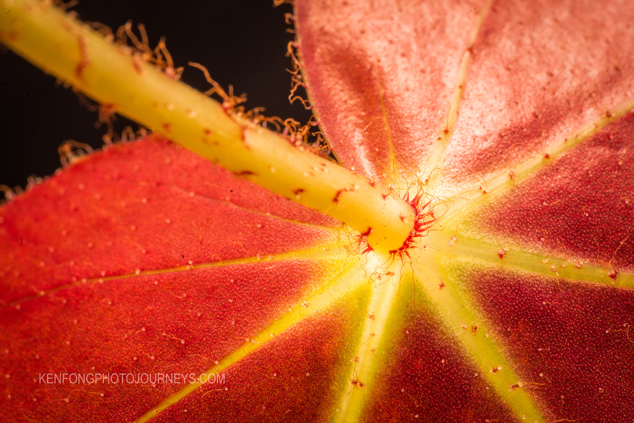 Sony a7R + Sony FE 90mm F2.8 Macro G OSS sample photo. Houseplant 4 photography