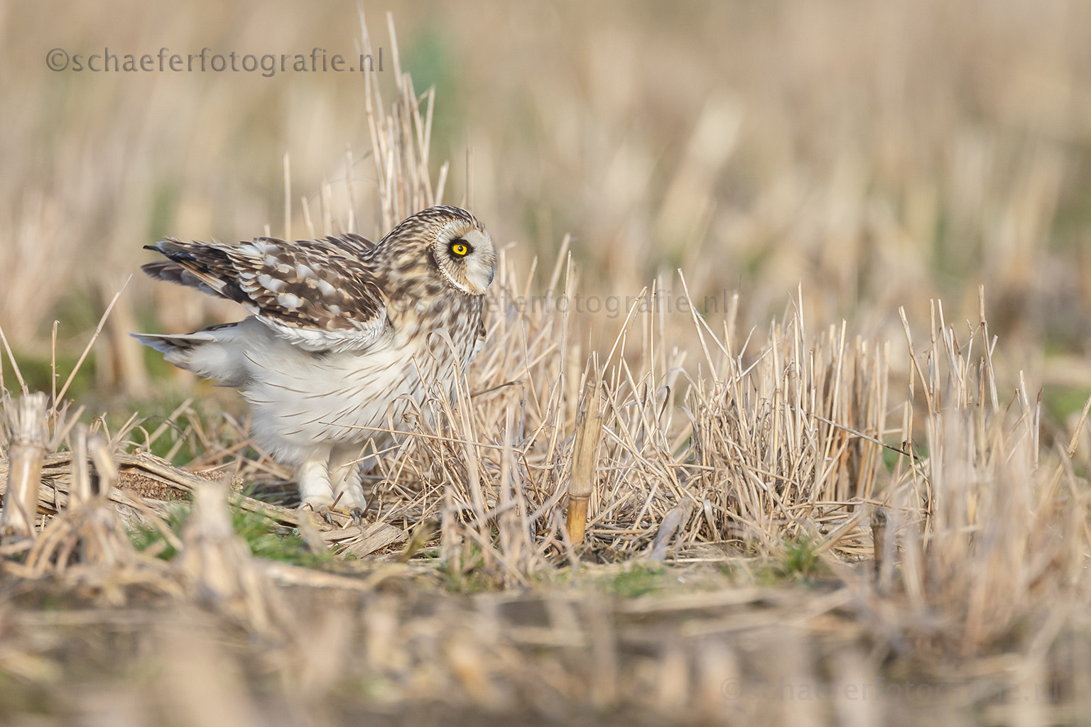 Canon EF 500mm F4L IS USM sample photo. Short eared owl photography