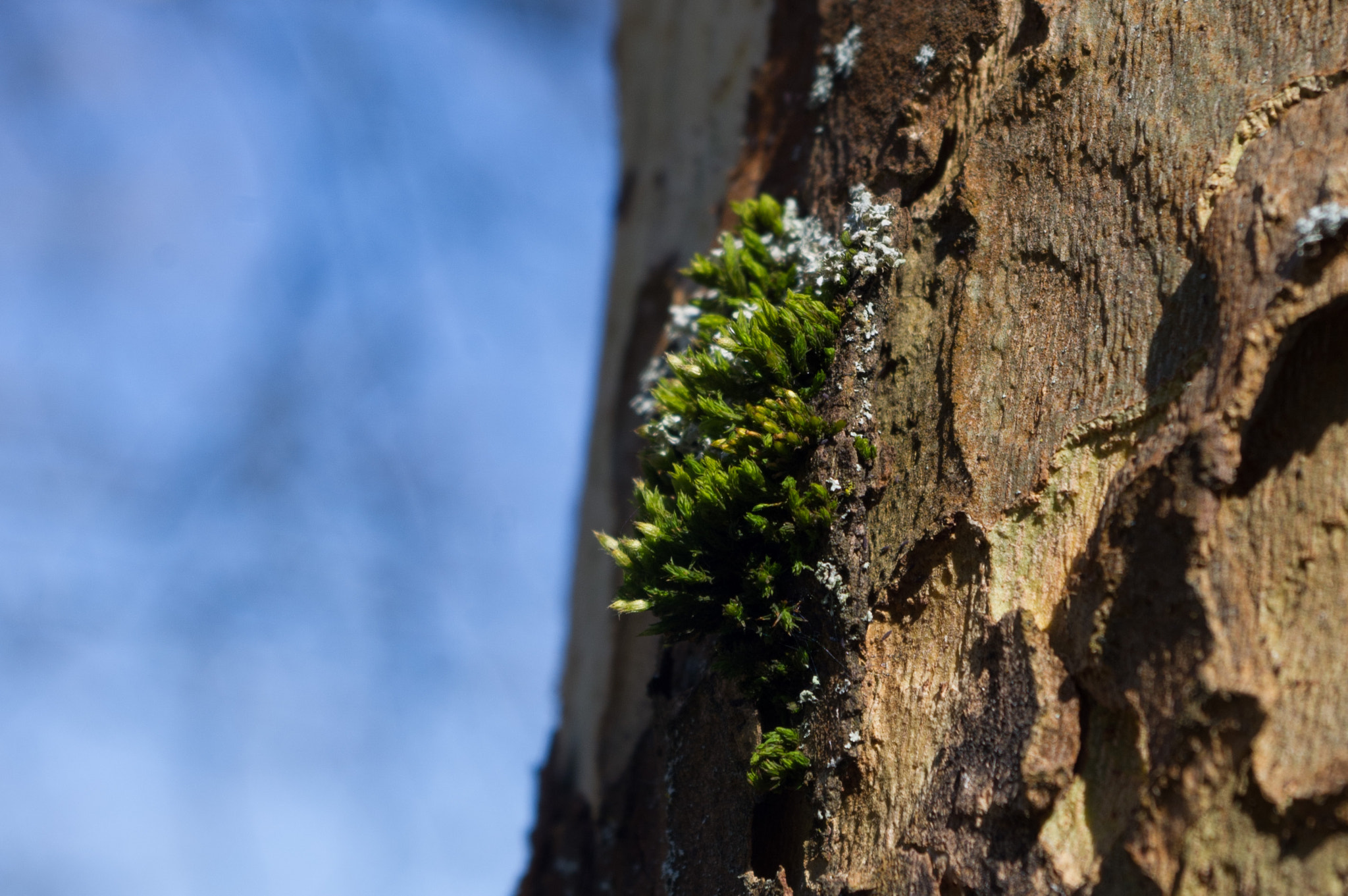 Pentax K-x sample photo. Moss on a tree bark photography