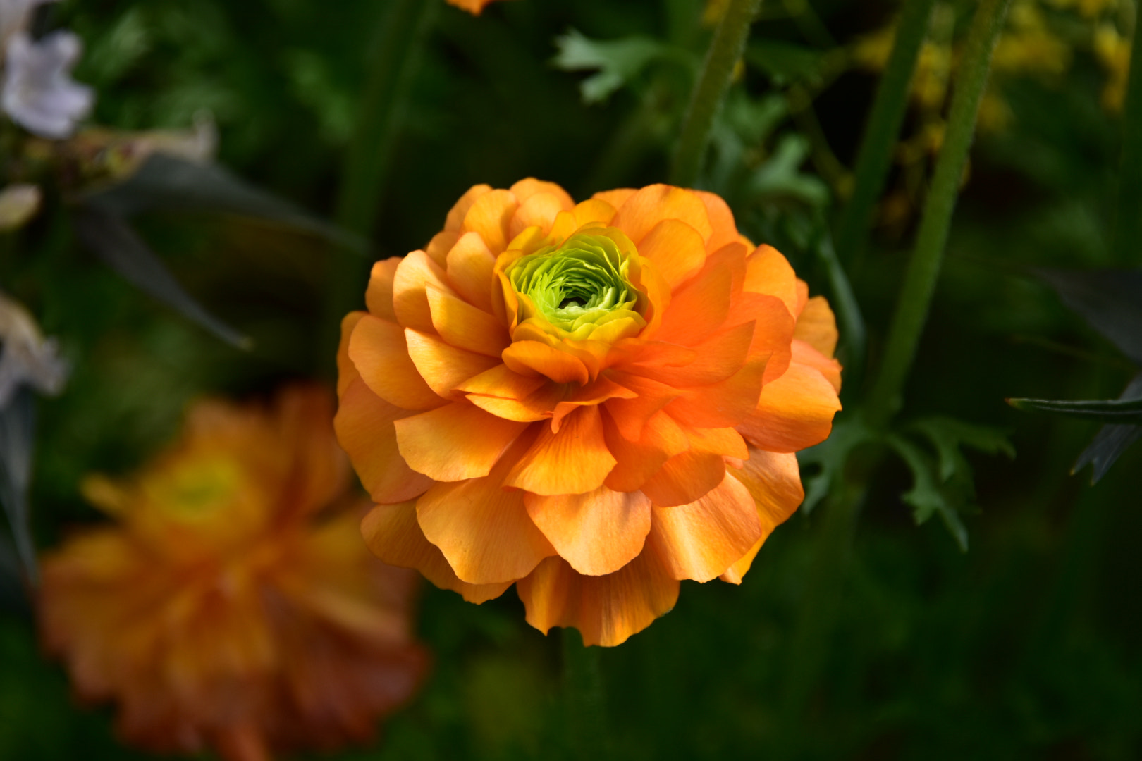 Nikon D7200 sample photo. Orange flower  photography