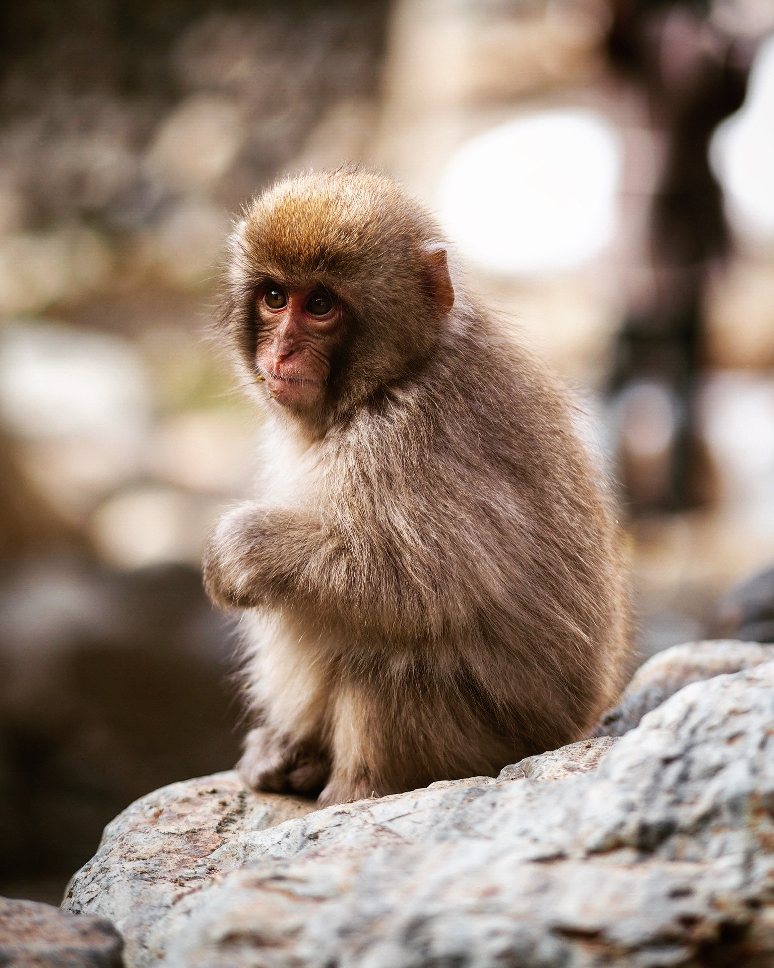 Olympus OM-D E-M10 II + Olympus M.Zuiko Digital ED 75mm F1.8 sample photo. A baby monkey in the nature. photography