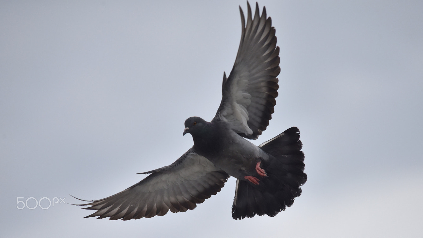 Nikon D810 + Sigma 150-500mm F5-6.3 DG OS HSM sample photo. Pigeon photography