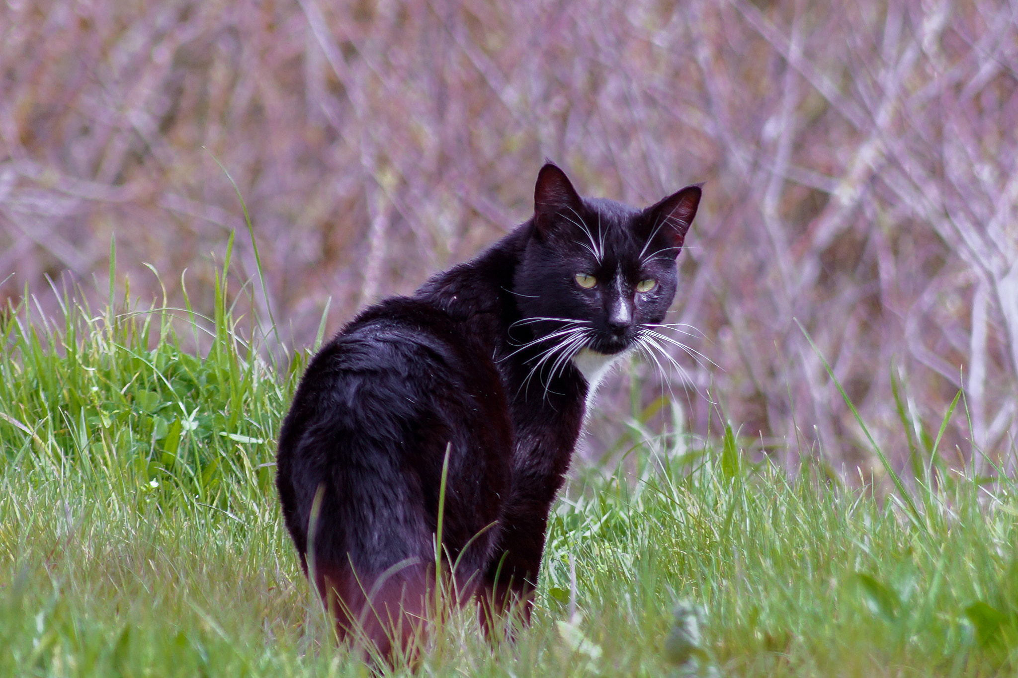 Sony SLT-A58 + Sony DT 55-200mm F4-5.6 SAM sample photo. Cat photography