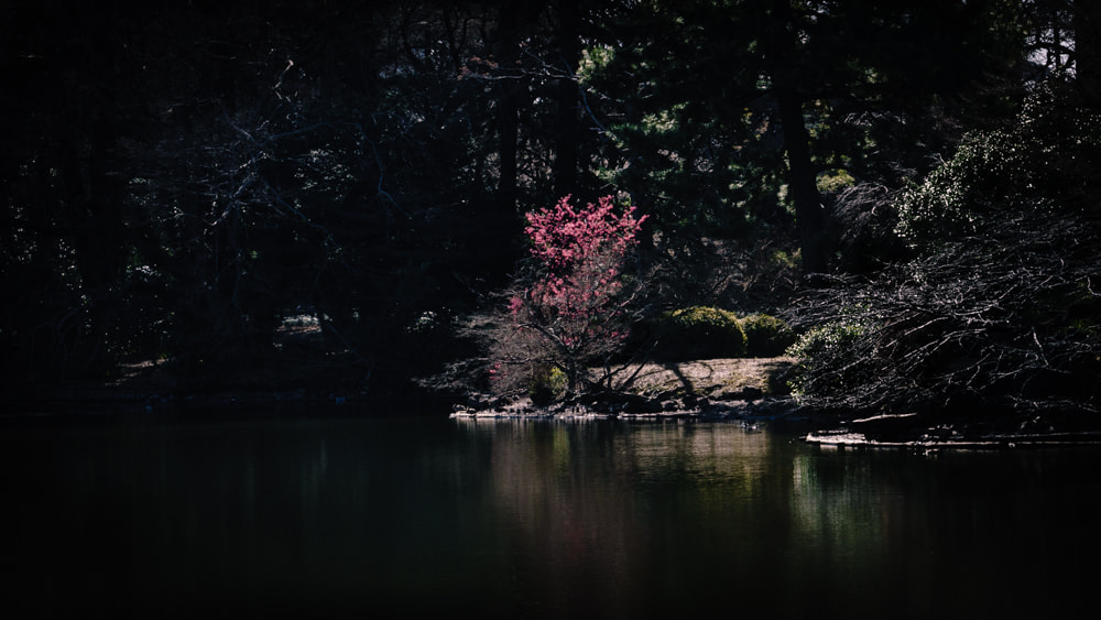 Sony a7R II + Sony FE 70-300mm F4.5-5.6 G OSS sample photo. Lonely plum tree photography