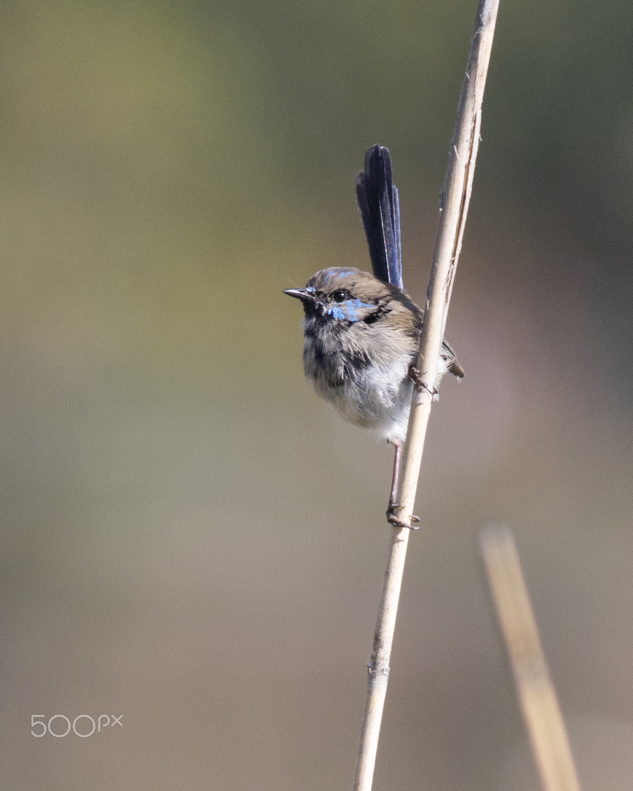 Canon EOS 80D sample photo. Fairy wren portrait photography