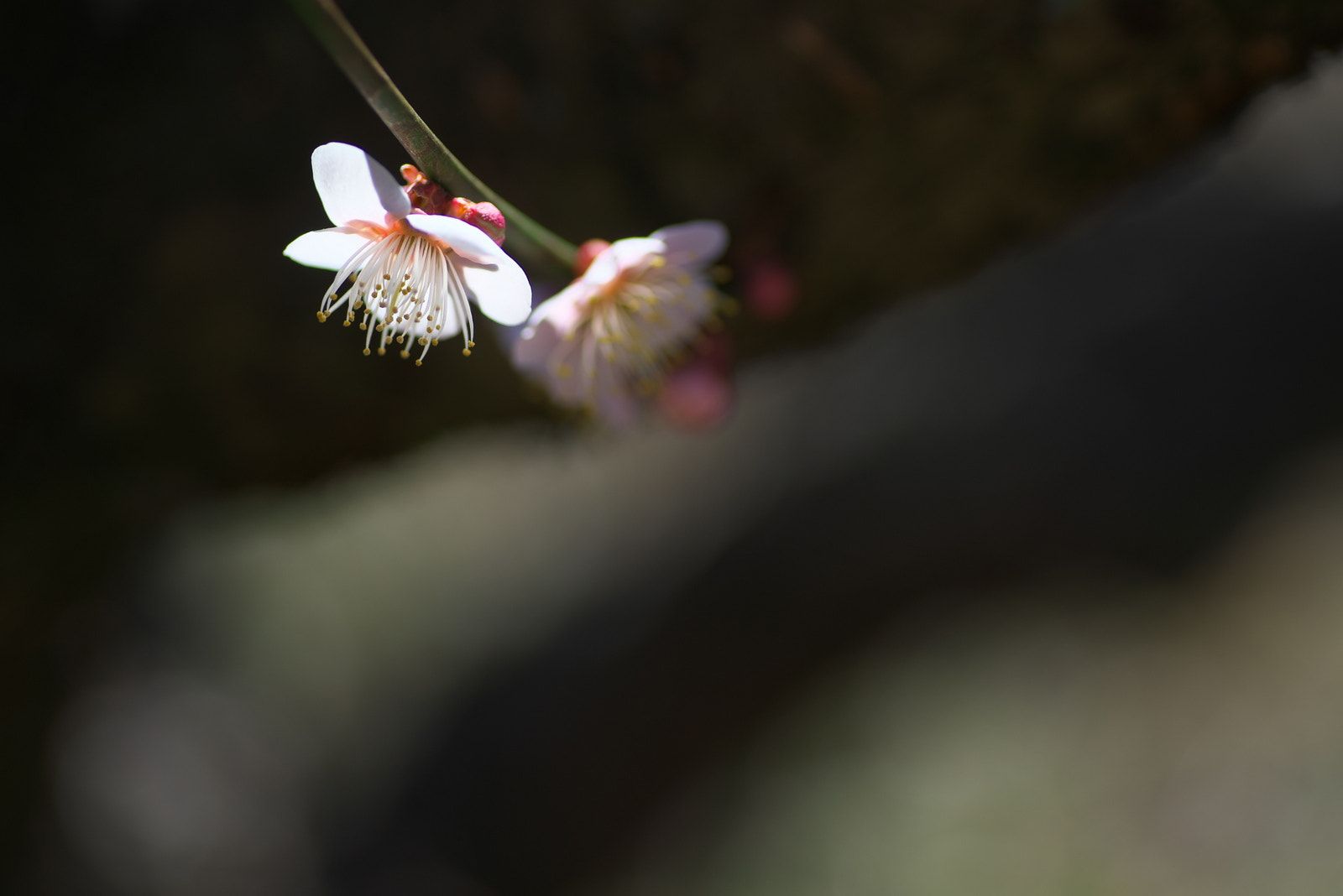 90mm F/2.8 D sample photo. Dsc photography