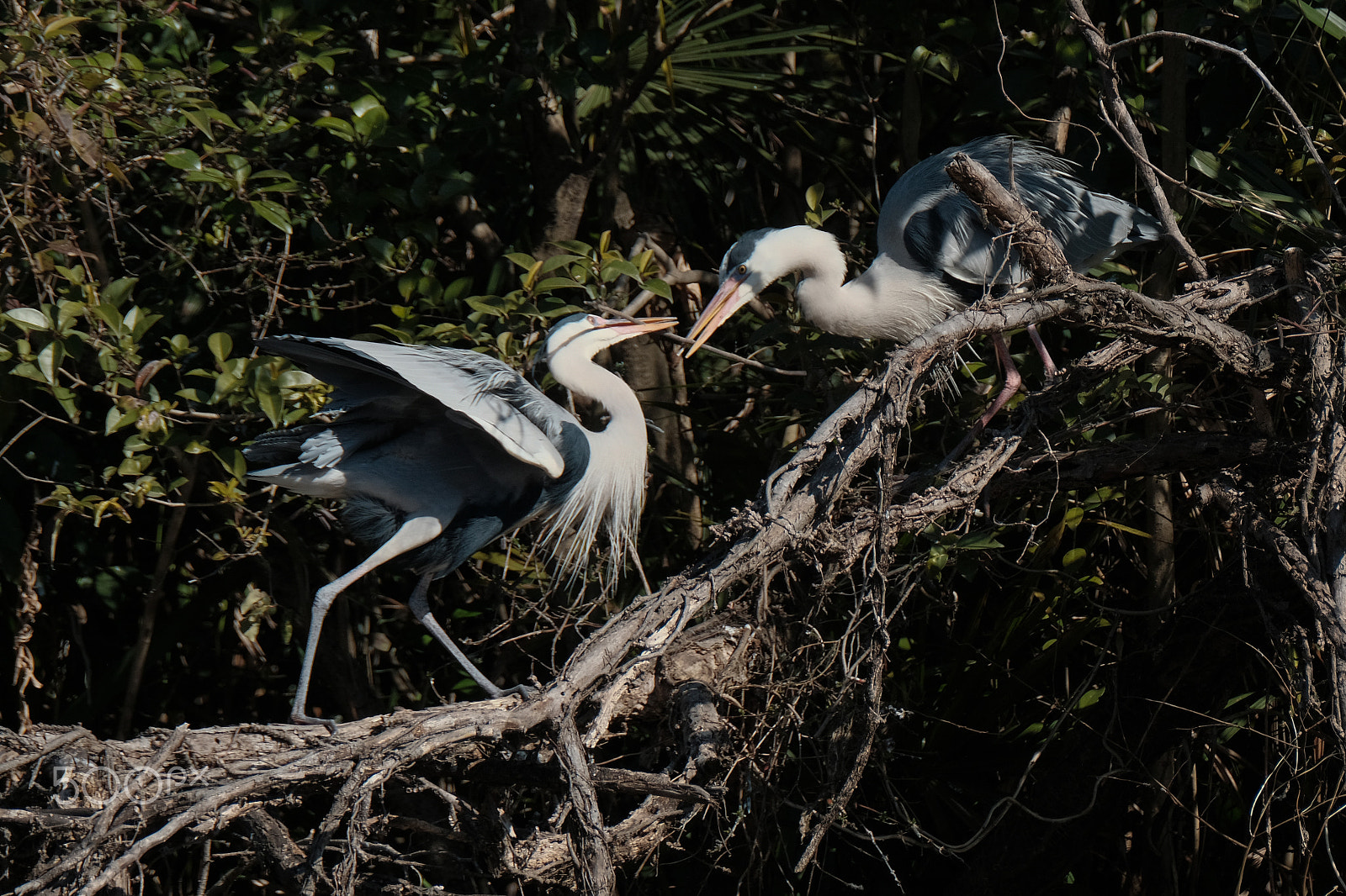 XF100-400mmF4.5-5.6 R LM OIS WR + 1.4x sample photo. Beginning to build a home photography