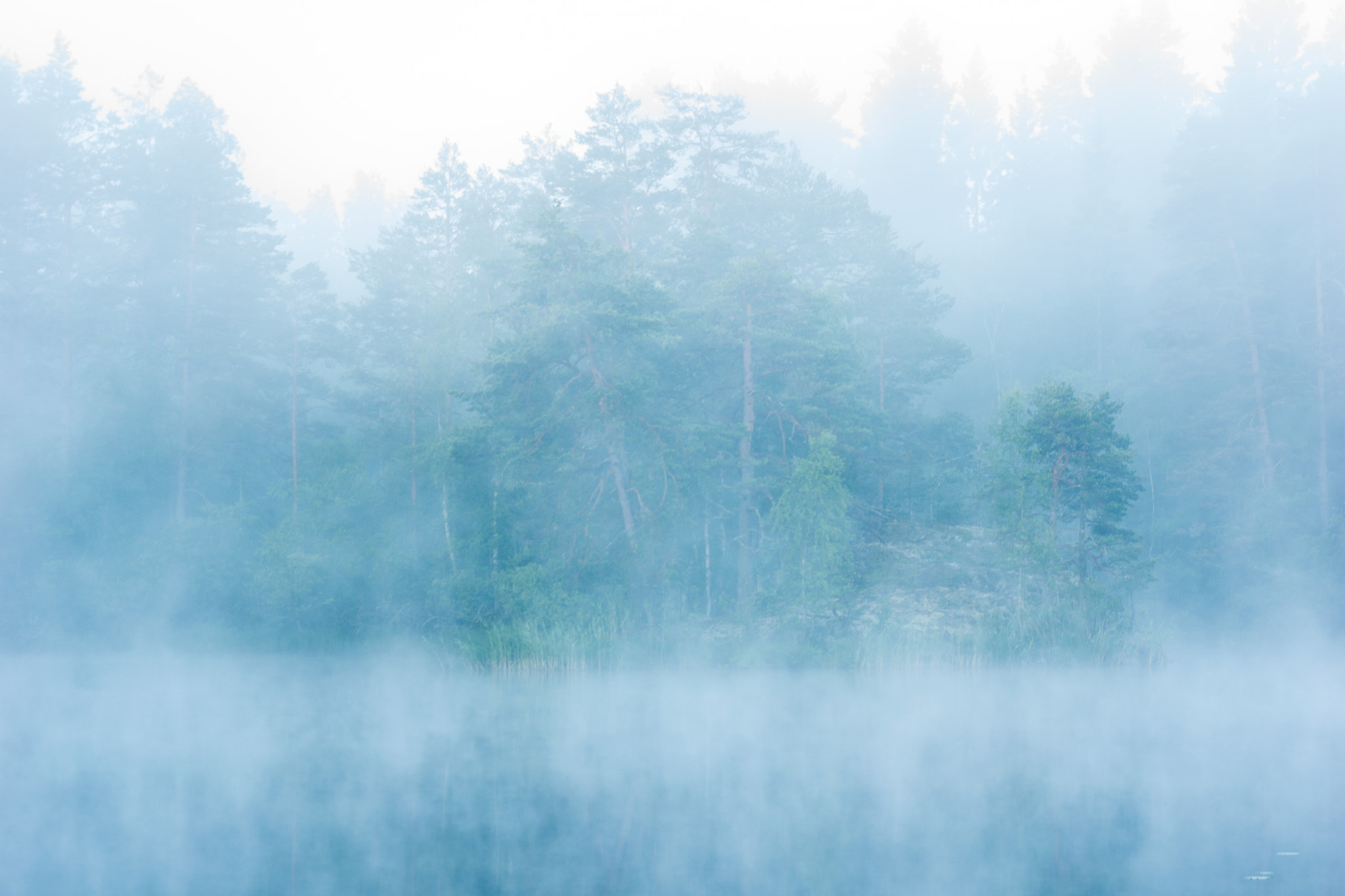Sony SLT-A77 + Sigma 70-300mm F4-5.6 DL Macro sample photo. Forest in mist photography