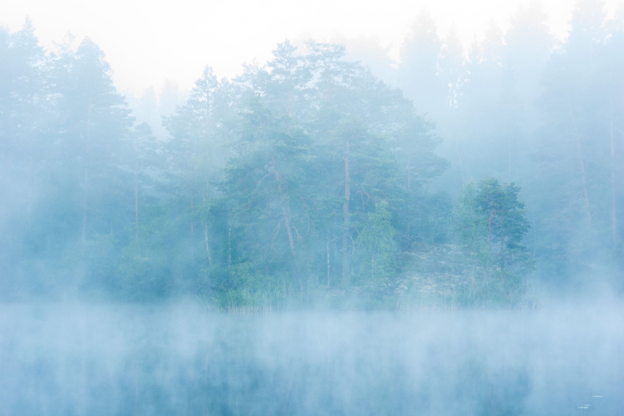 Sony SLT-A77 + Sigma 70-300mm F4-5.6 DL Macro sample photo. Forest in mist photography