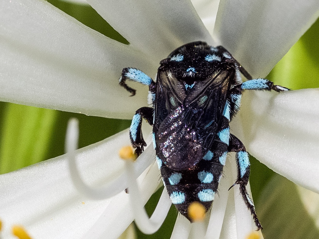 Olympus M.Zuiko Digital ED 60mm F2.8 Macro sample photo. Neon cuckoo bee photography