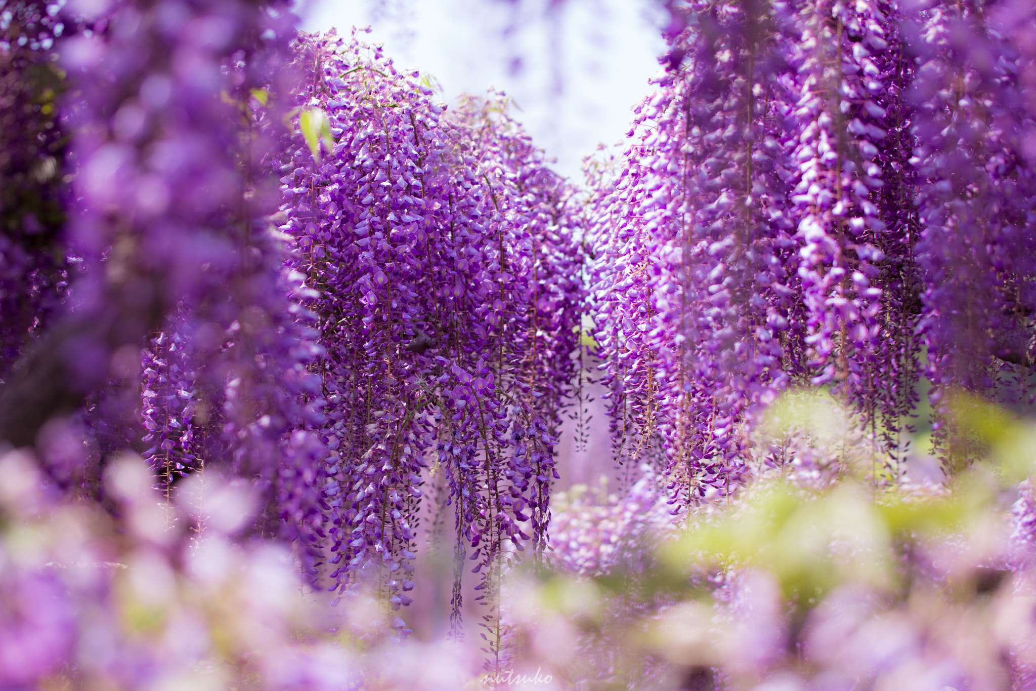 Canon EOS 600D (Rebel EOS T3i / EOS Kiss X5) + Tamron SP AF 60mm F2 Di II LD IF Macro sample photo. Wisteria like waterfall photography