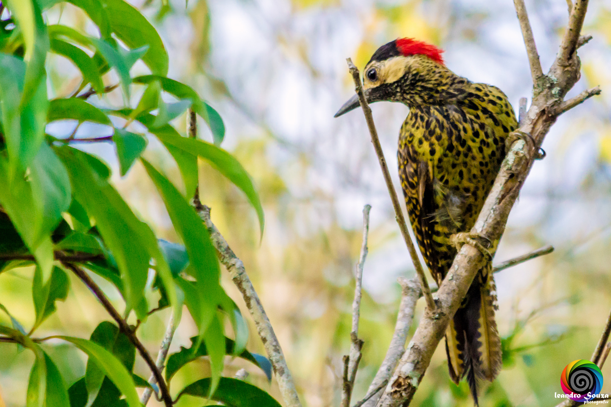 Canon EF 70-300mm F4-5.6 IS USM sample photo. Woodpecker photography
