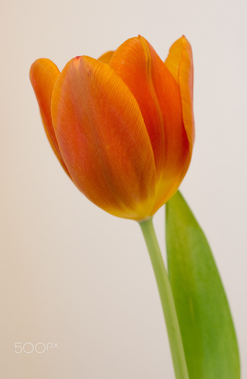 Nikon AF-S DX Micro Nikkor 40mm F2.8 sample photo. Tulip photography