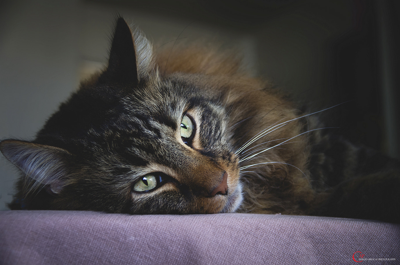 Sigma AF 10-20mm F4-5.6 EX DC sample photo. Asyla photography