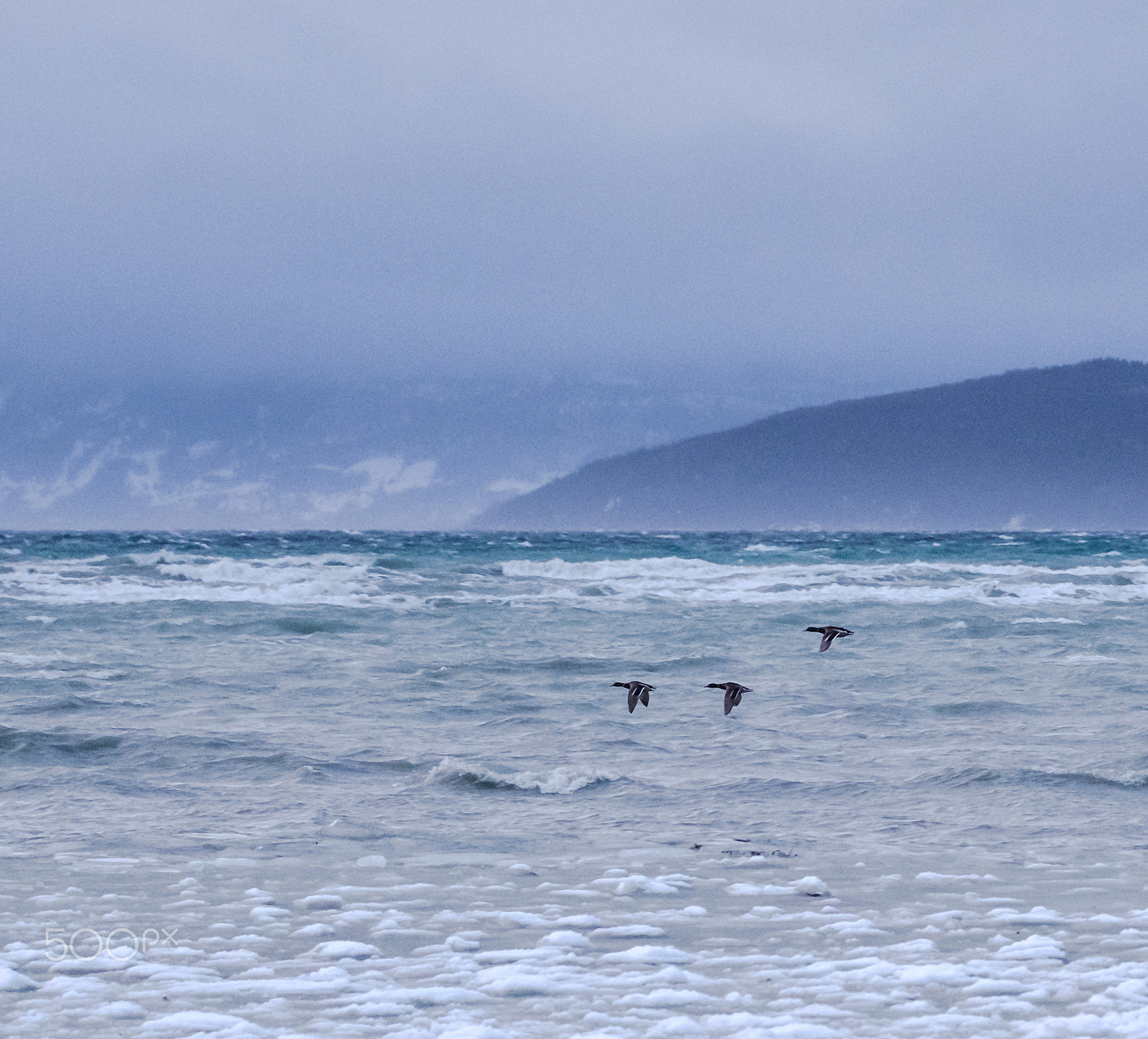 Fujifilm XF 100-400mm F4.5-5.6 R LM OIS WR sample photo. Sea bird life photography