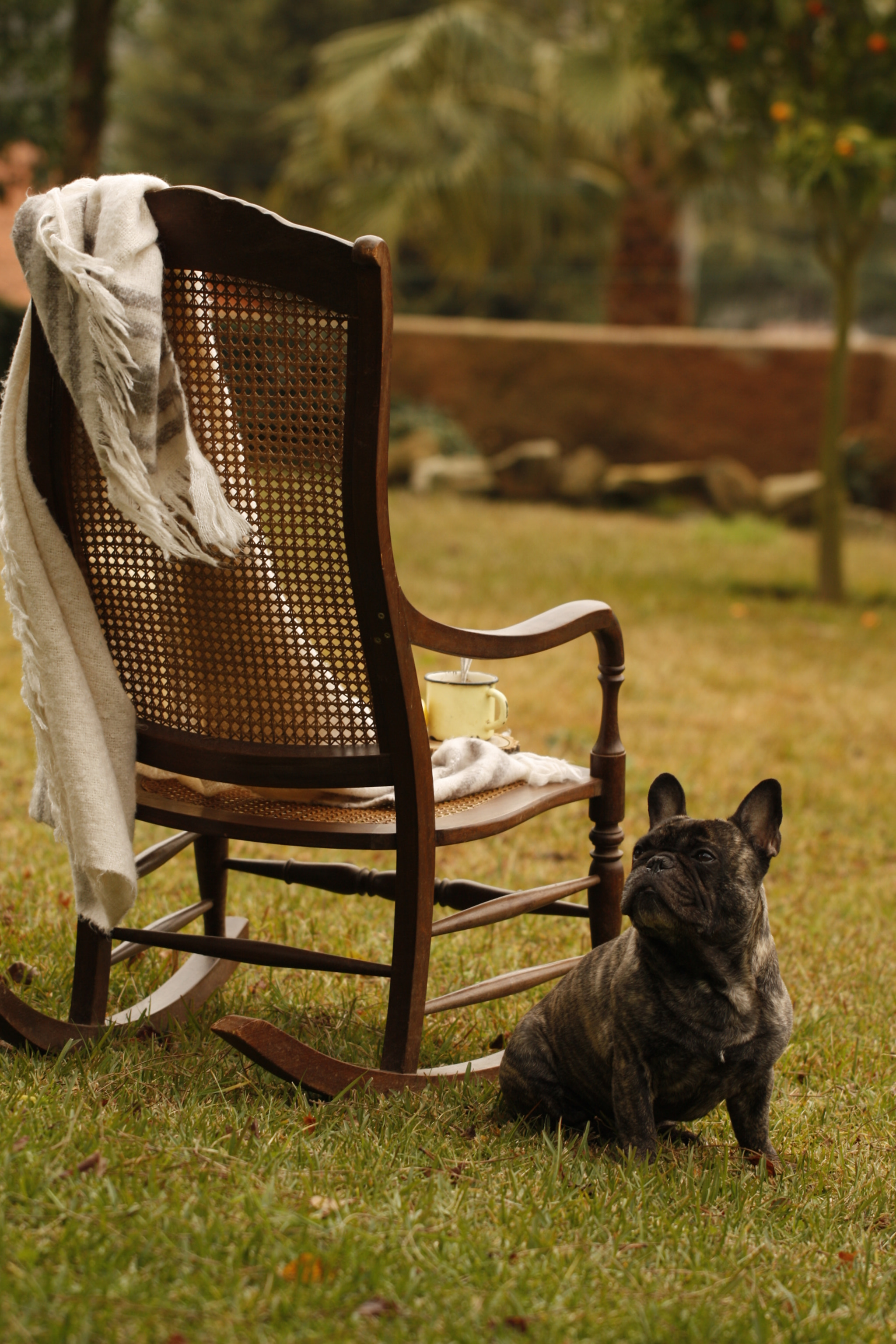 Canon EF 100mm F2.8L Macro IS USM sample photo. French bulldog photography
