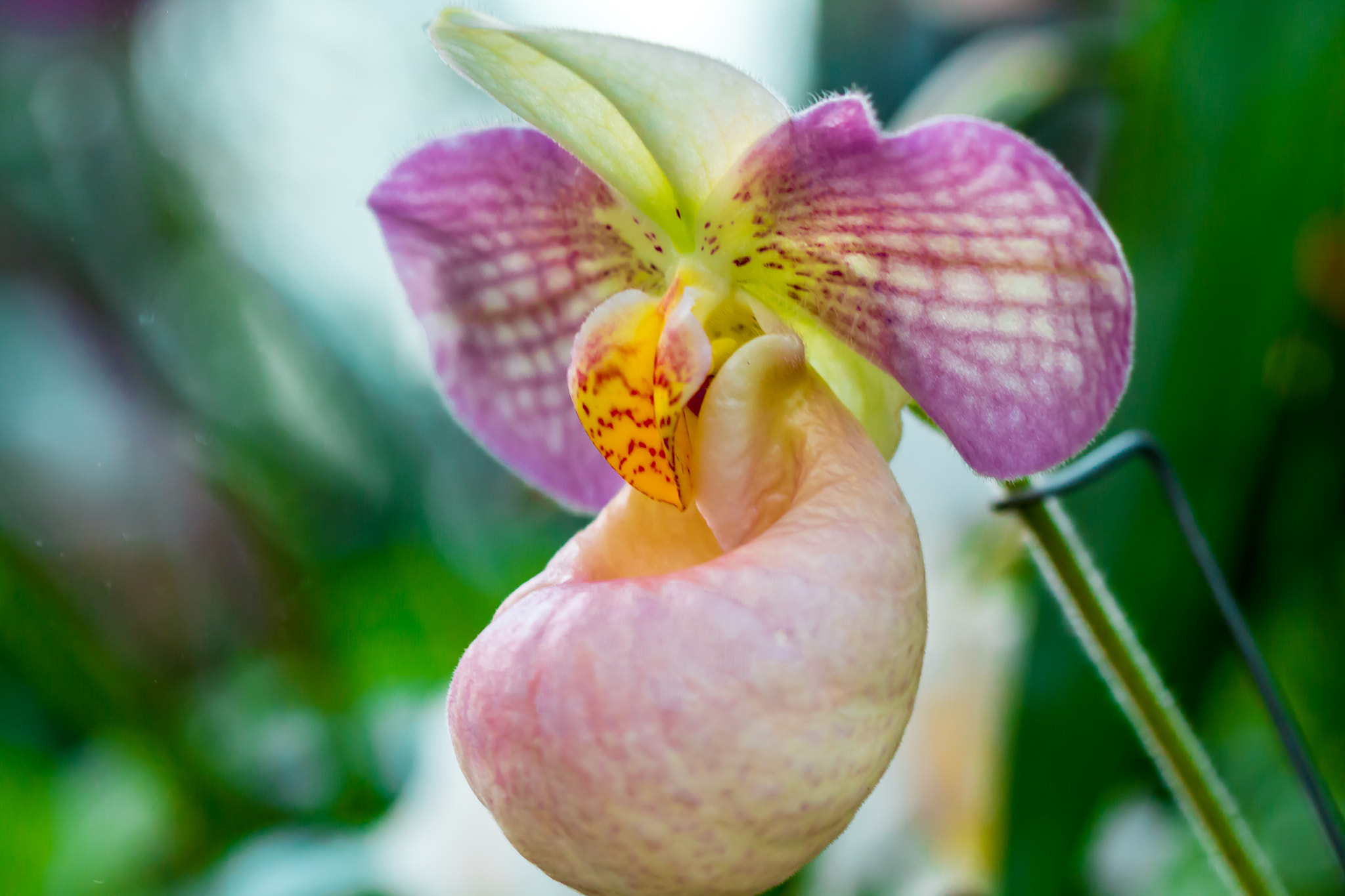 Canon EF 100mm F2.8L Macro IS USM sample photo. Orchiedee photography