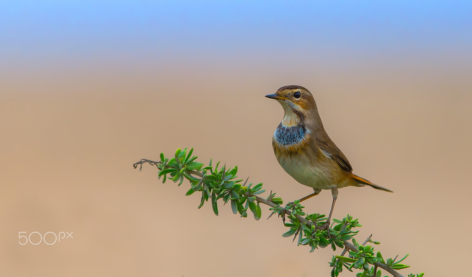 Nikon D610 sample photo. Common bluethroat photography