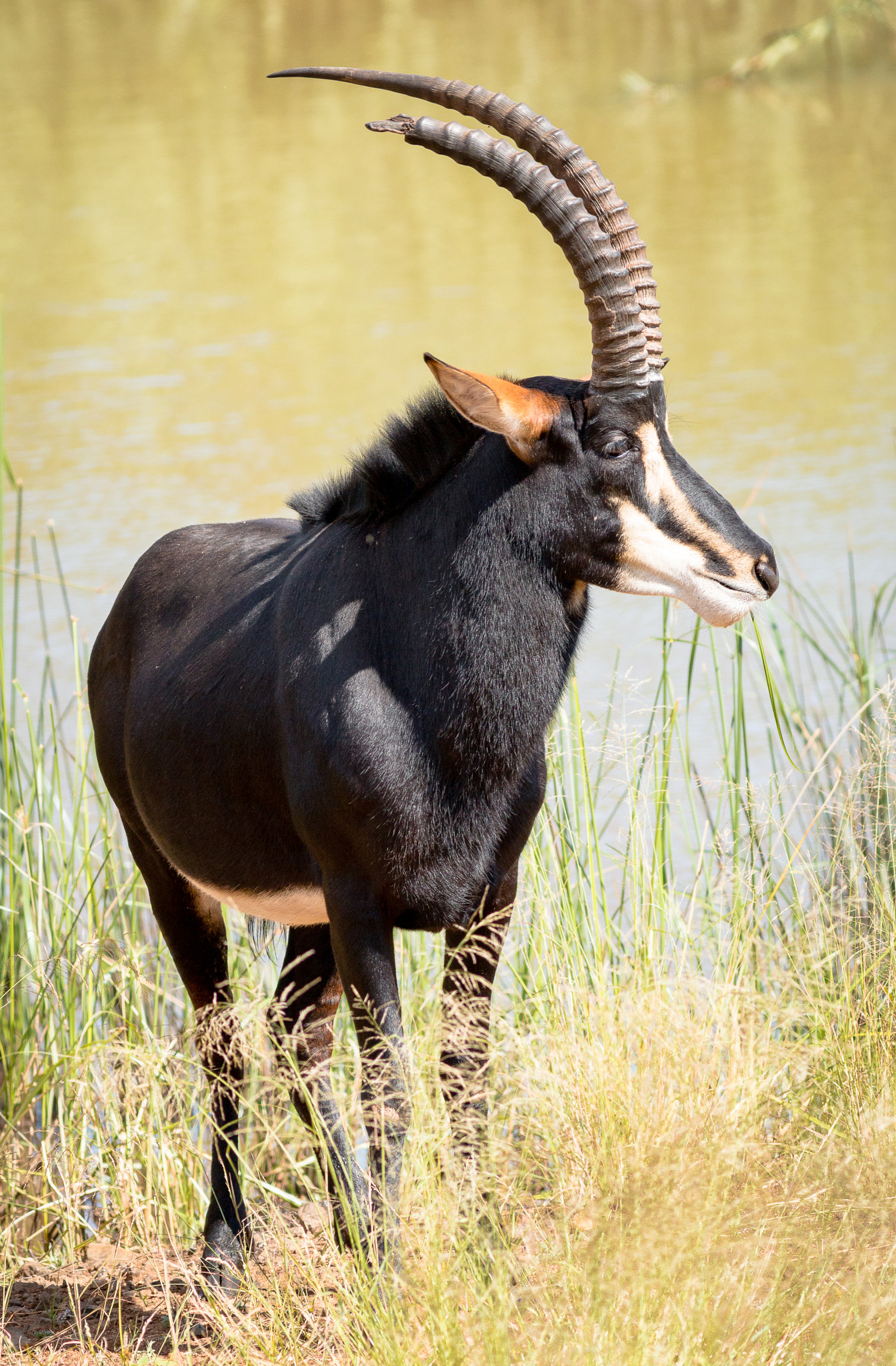 Canon EOS 70D + Canon EF 400mm F5.6L USM sample photo. Sable antelope photography