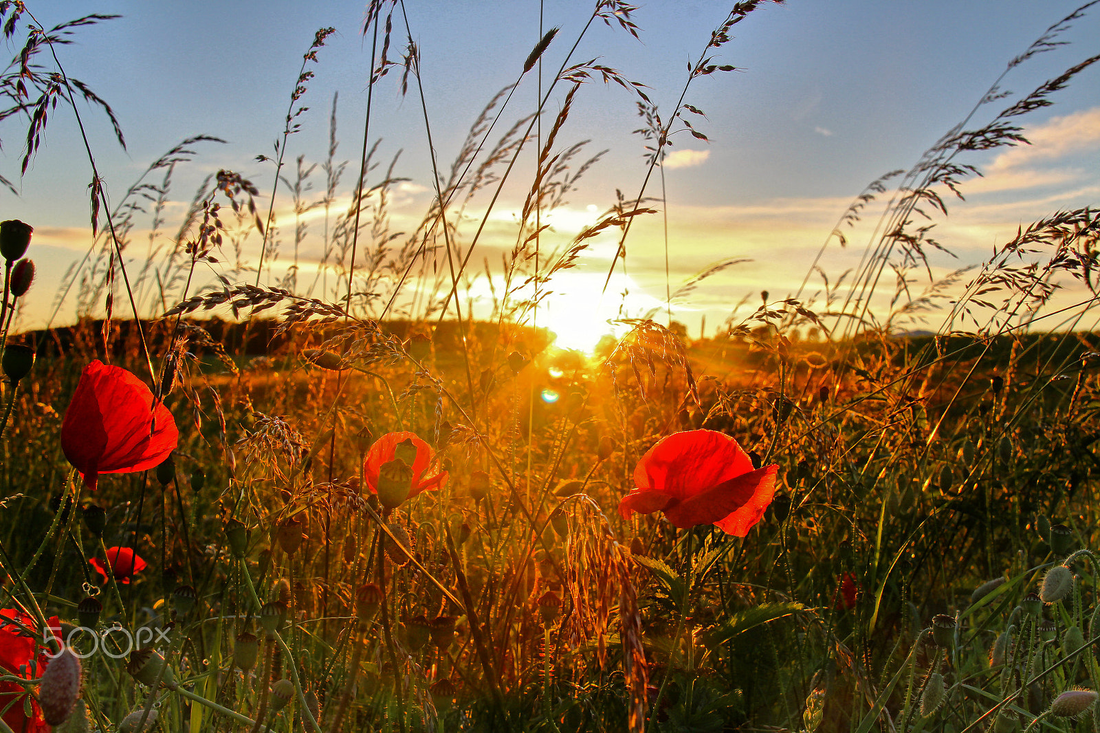 Canon EF-S 18-200mm F3.5-5.6 IS sample photo. Poppy sunset photography