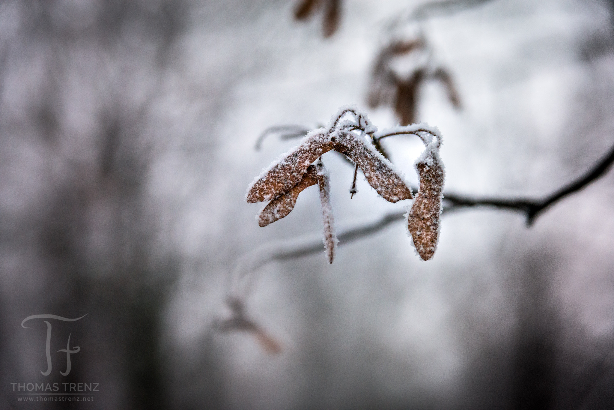 Nikon D600 sample photo. Cold leafs photography