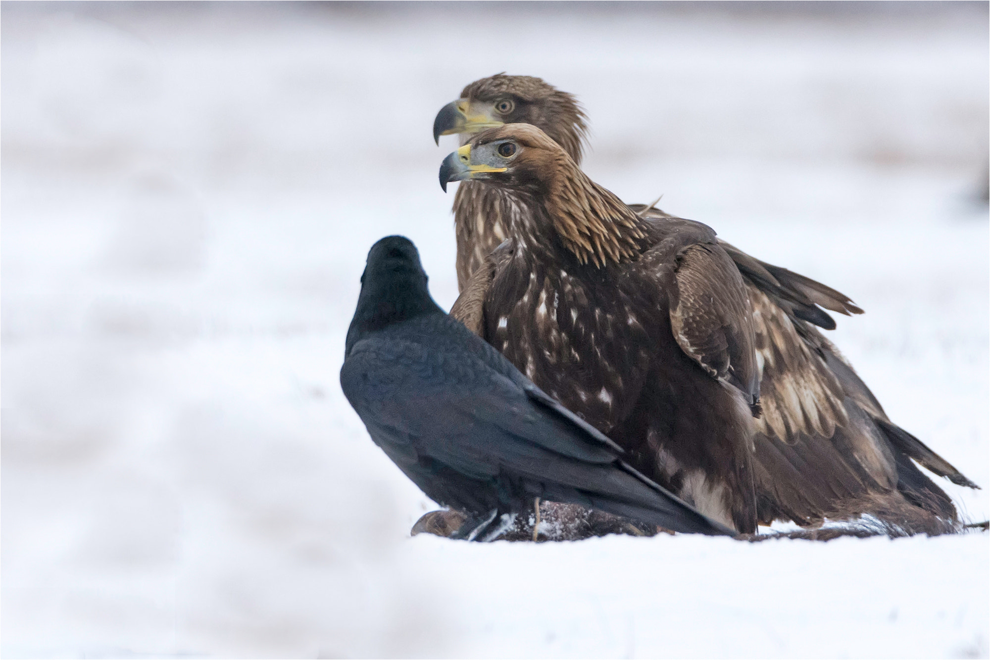 Nikon D7200 sample photo. White-tailed eagle/golden eagle together photography