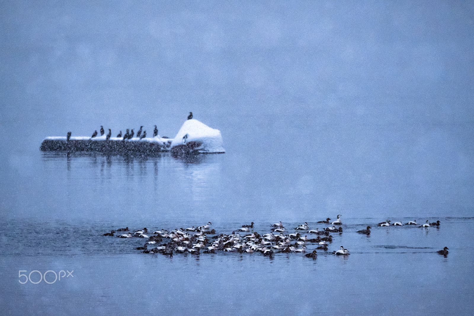 Fujifilm XF 100-400mm F4.5-5.6 R LM OIS WR sample photo. Ducking around photography
