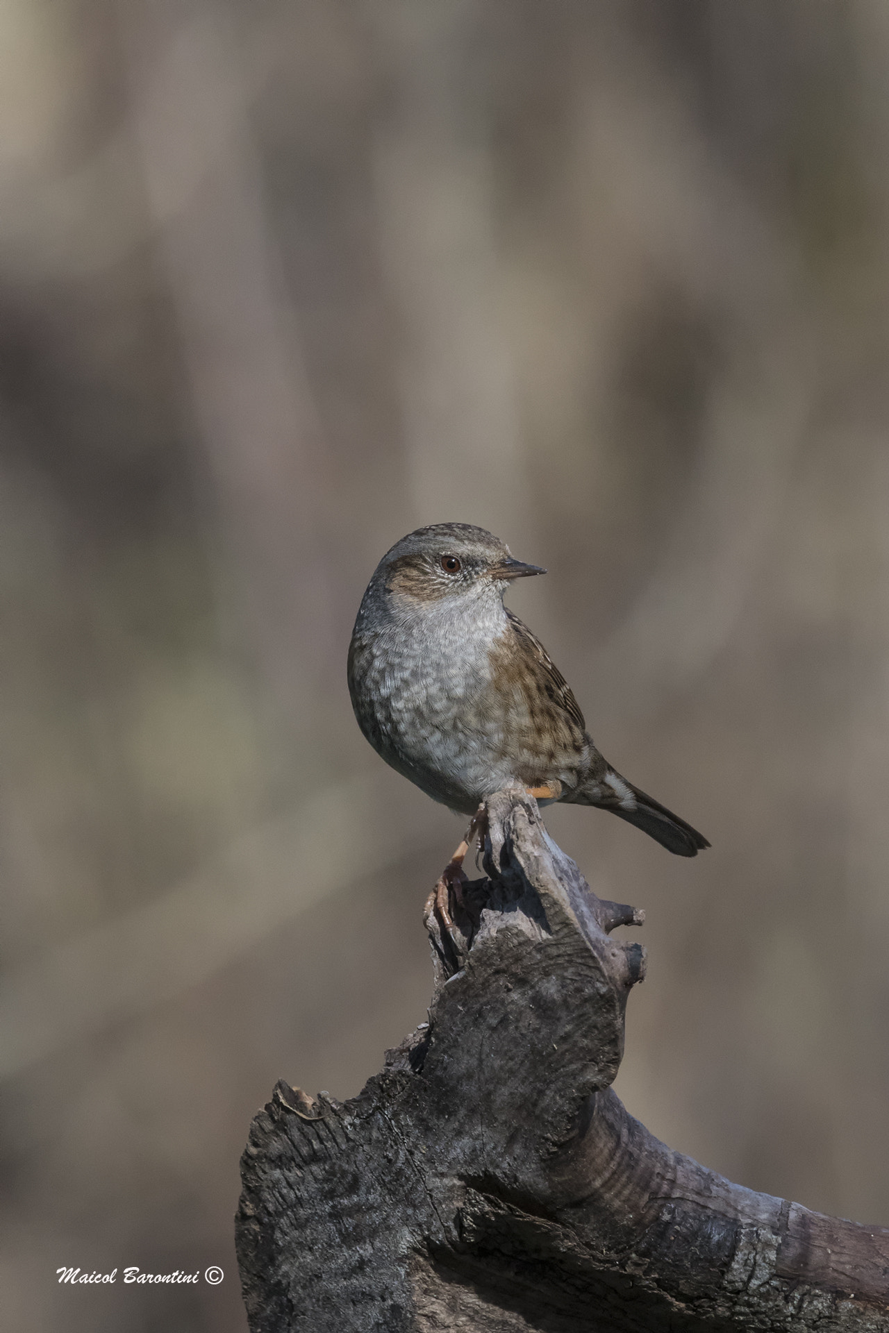 Sigma 120-400mm F4.5-5.6 DG OS HSM sample photo. Prunella modularis photography